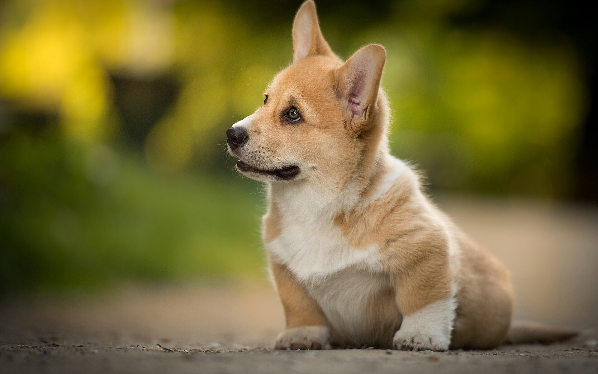 Corgi bokeh, Cute dog, High quality, HD pictures, 1920x1200 HD Desktop