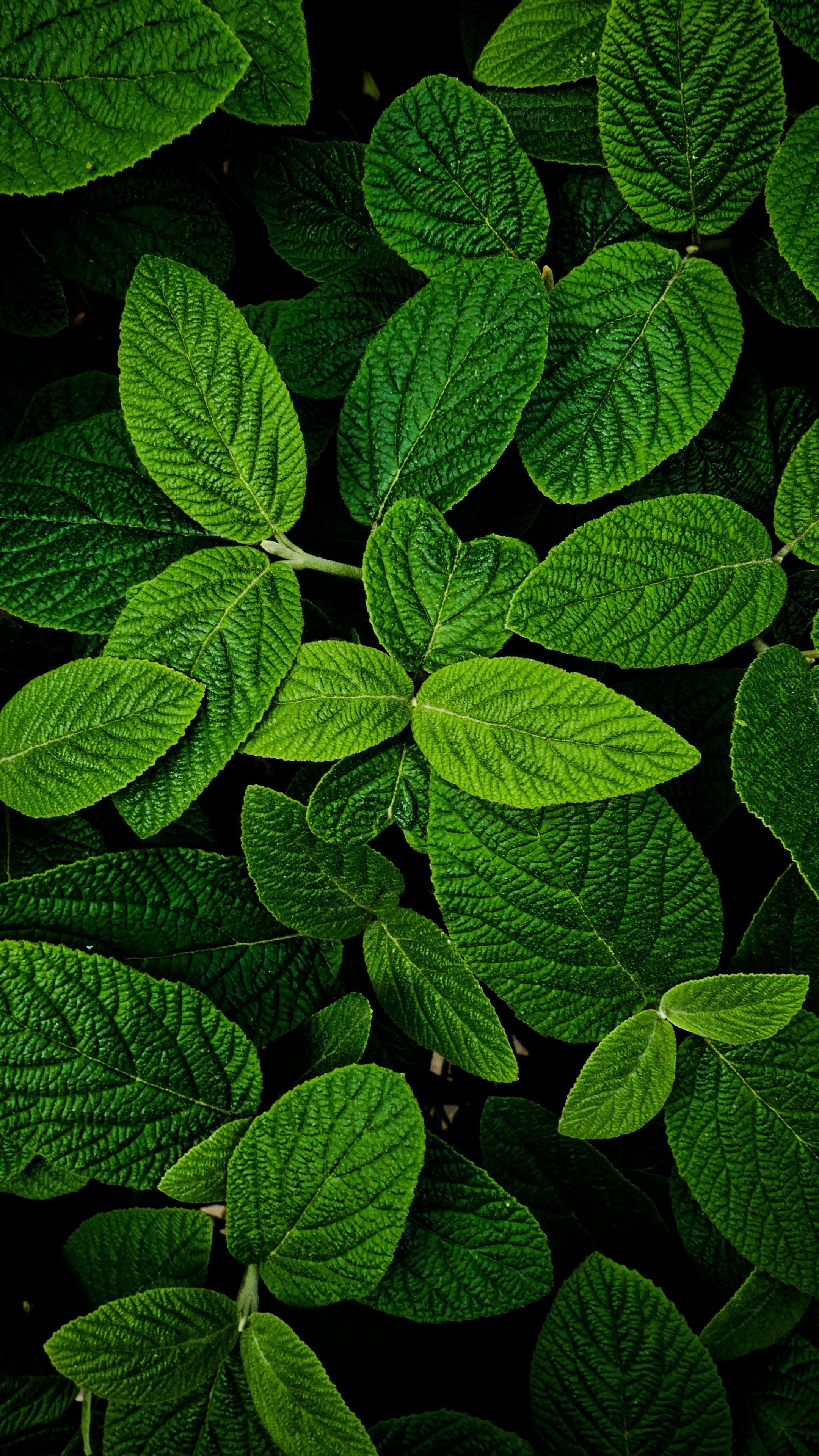 Leaves, Beautiful Backgrounds Wallpaper, 2160x3840 4K Phone