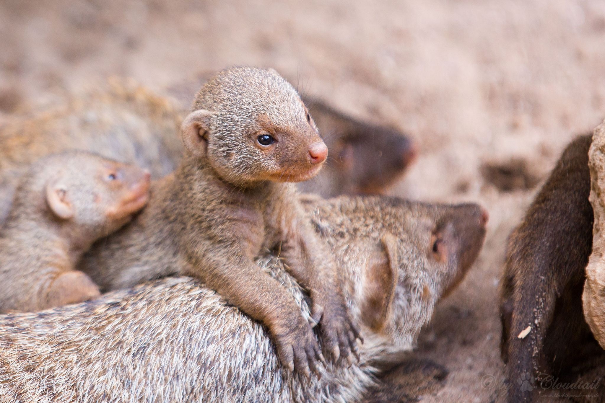 Mongoose, Animal ideas, Wild animal kingdom, Fascinating creatures, 2050x1370 HD Desktop