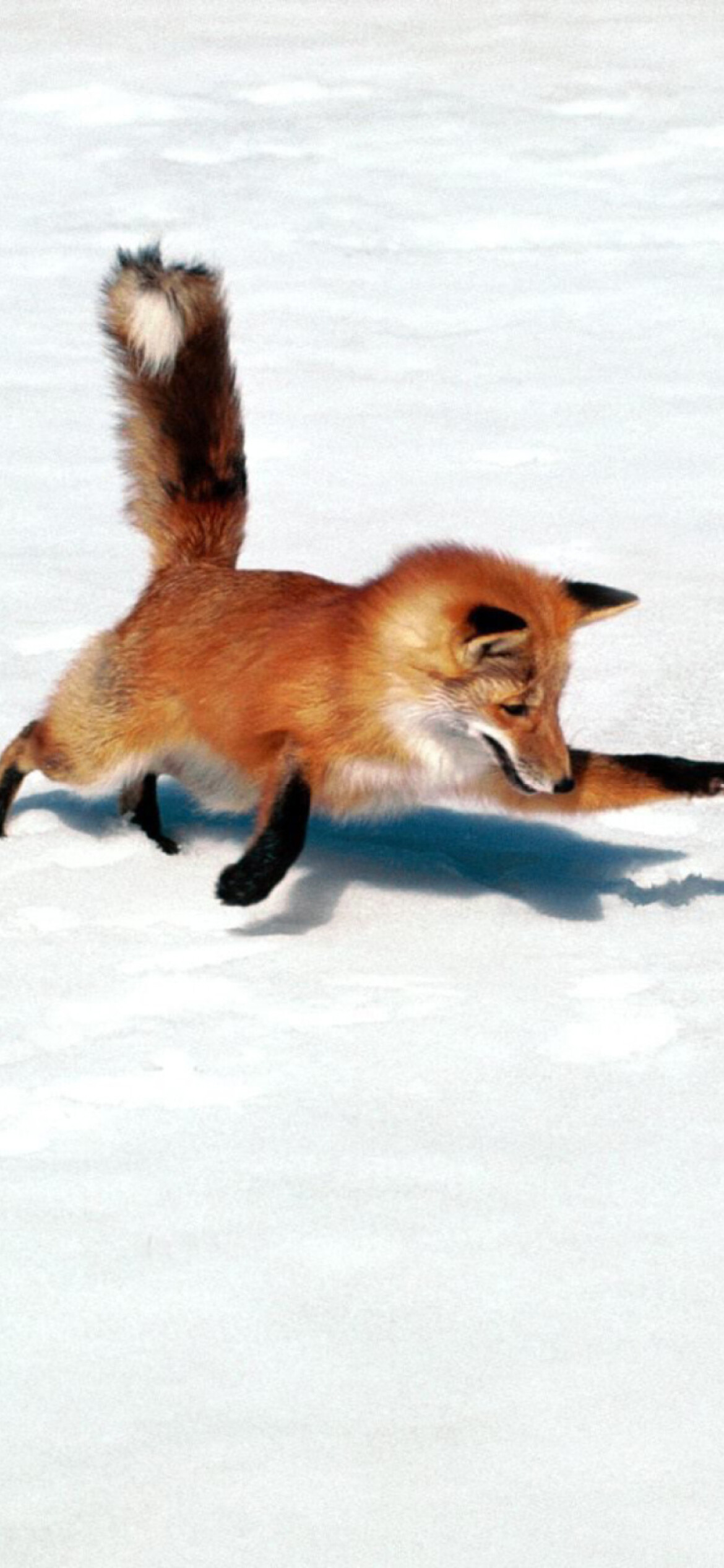 Fox, Graceful movement, Playful antics, Furry cuteness, 1170x2540 HD Phone