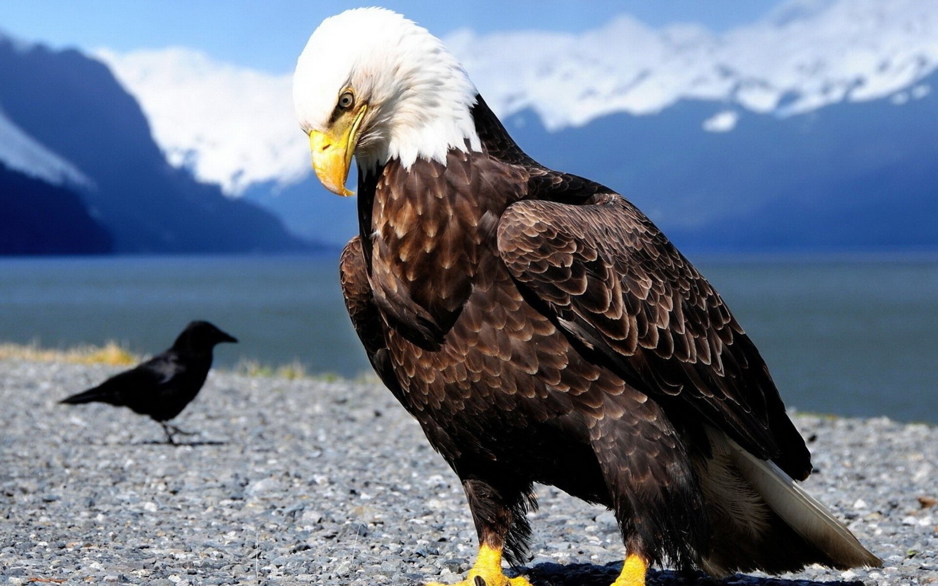 Eagle wallpaper, Widescreen desktop, Fierce predator, Stunning imagery, 1920x1200 HD Desktop