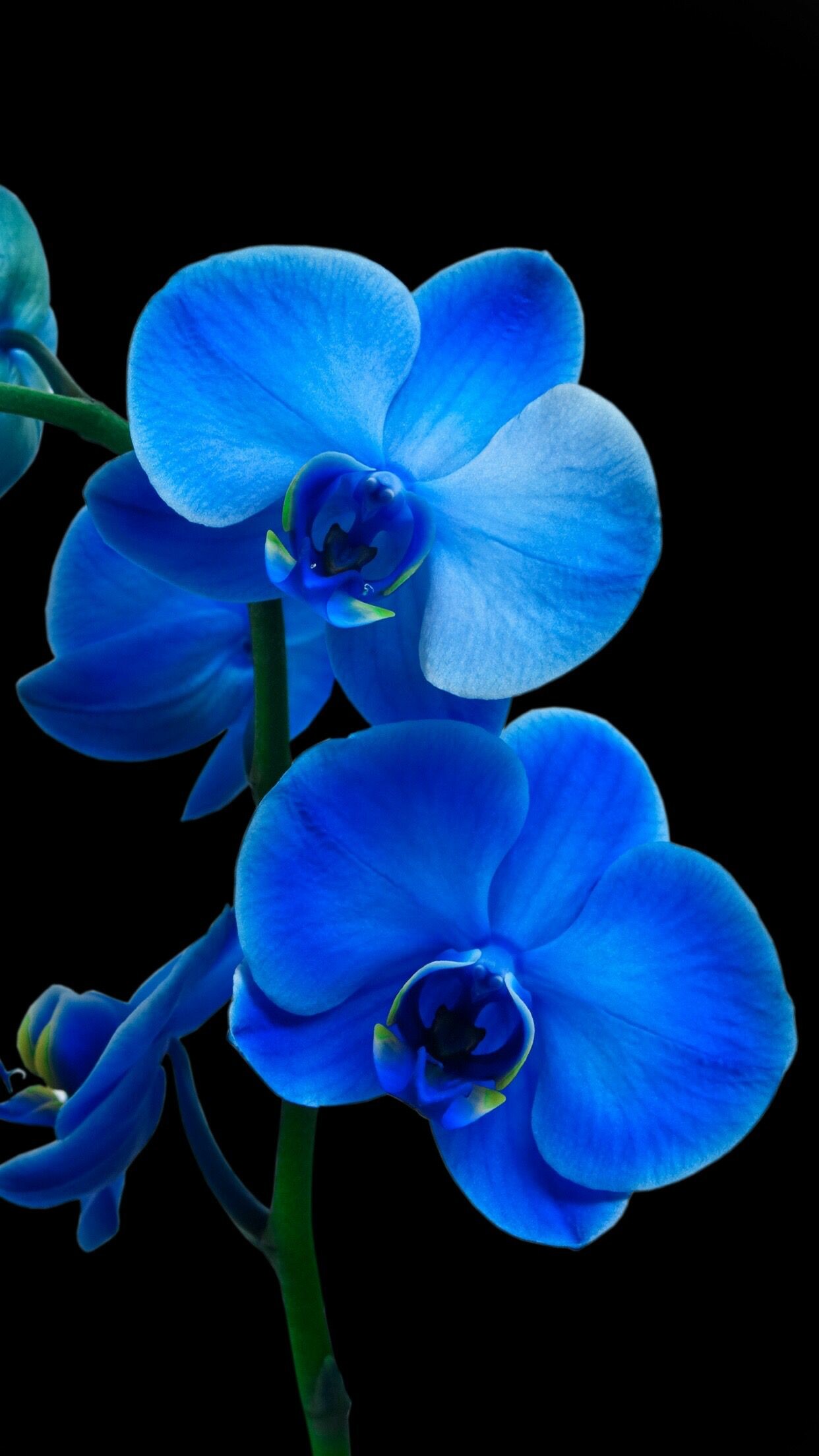 Blue orchid allure, Breathtaking backgrounds, Floral enchantment, Nature's splendor, 1250x2210 HD Phone