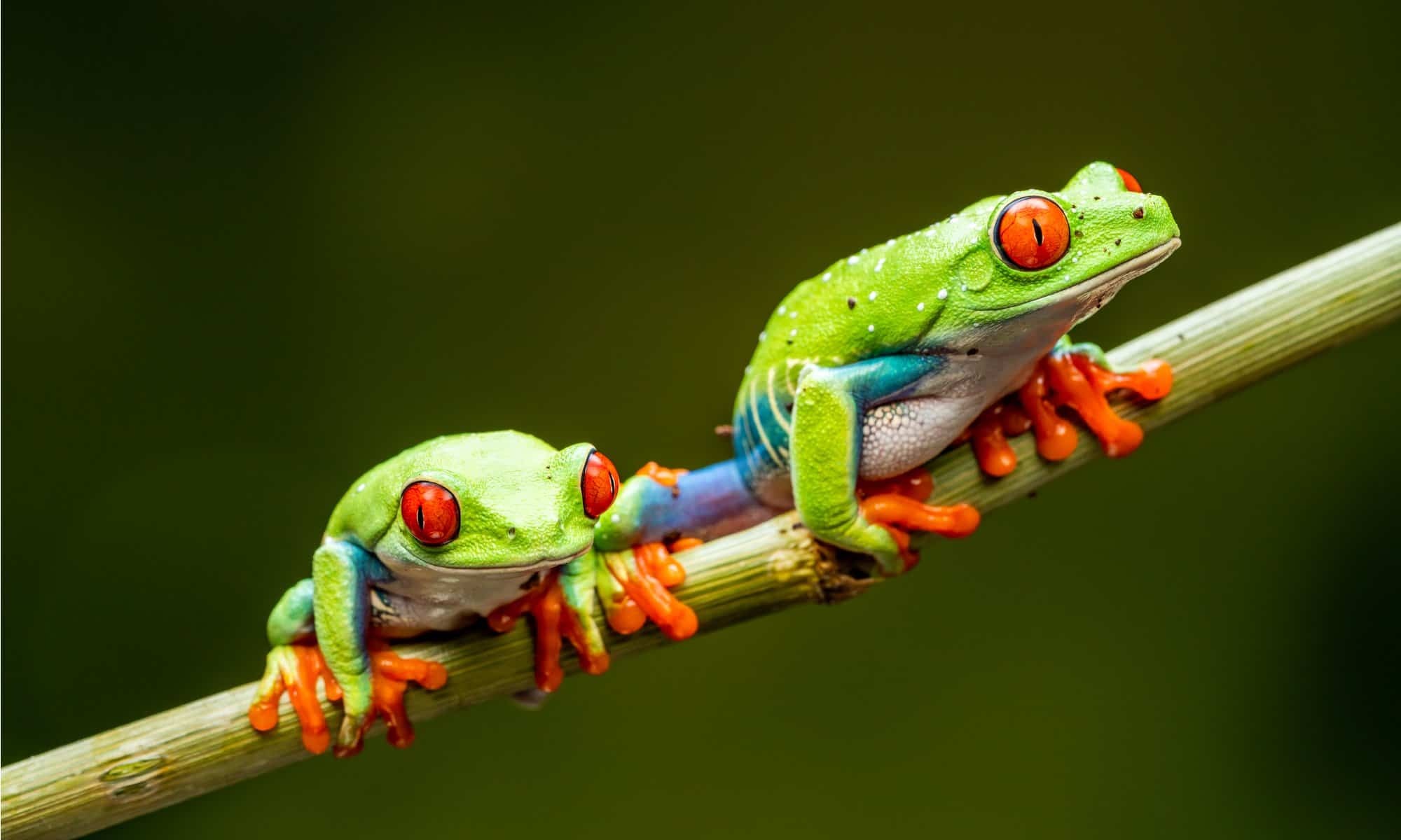 Captivating amphibious creature, Vibrant red-eyed frog, Stunning photography, AZ Animals, 2000x1200 HD Desktop