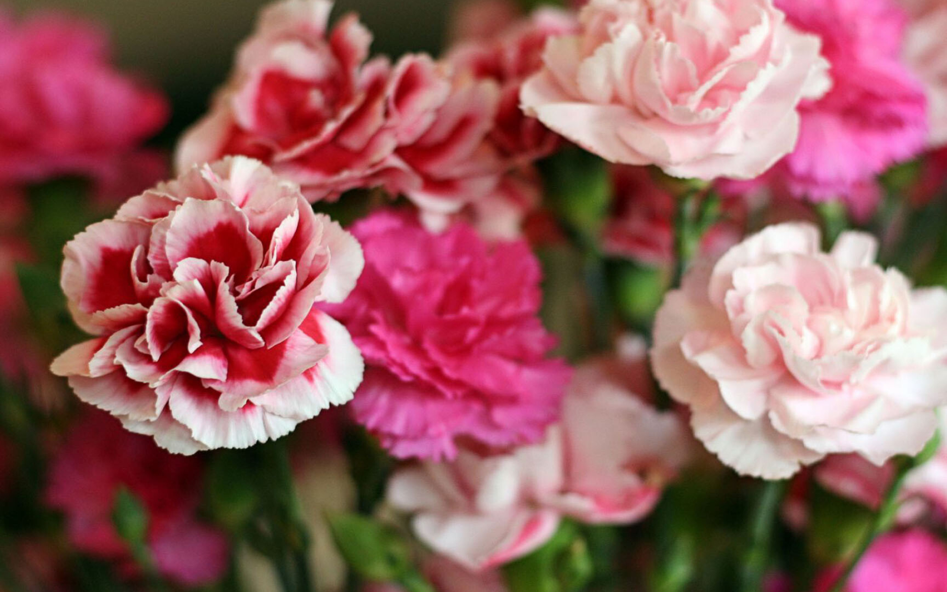 Carnation wallpapers, Diverse collection, Floral beauty, Nature's inspiration, 1920x1200 HD Desktop