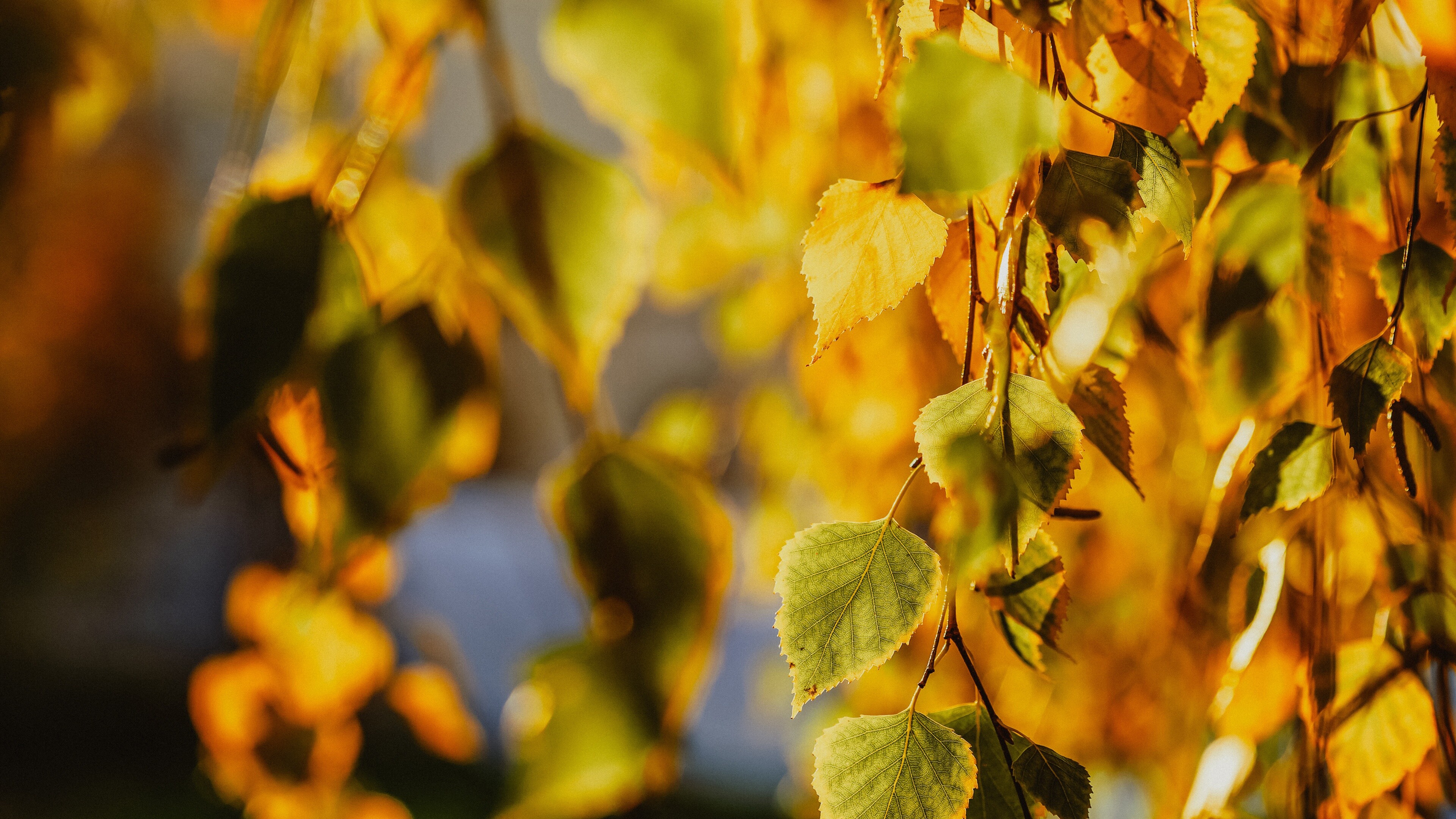 Gold Leaf, 4k birch wallpapers, Background images, 3840x2160 4K Desktop