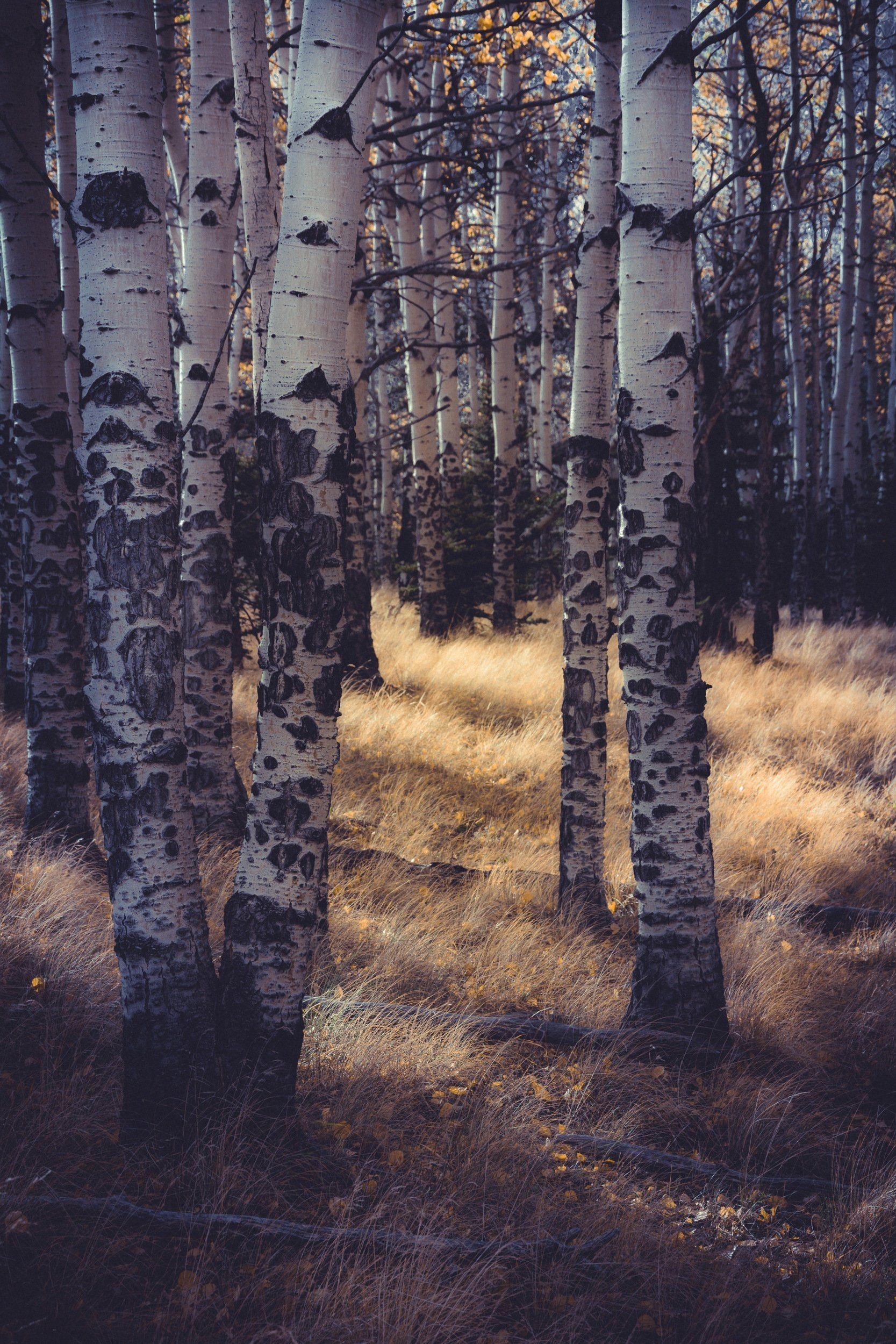 Aspens trees, Nature's embrace, Whispers of the wind, Captivating beauty, 1670x2500 HD Phone