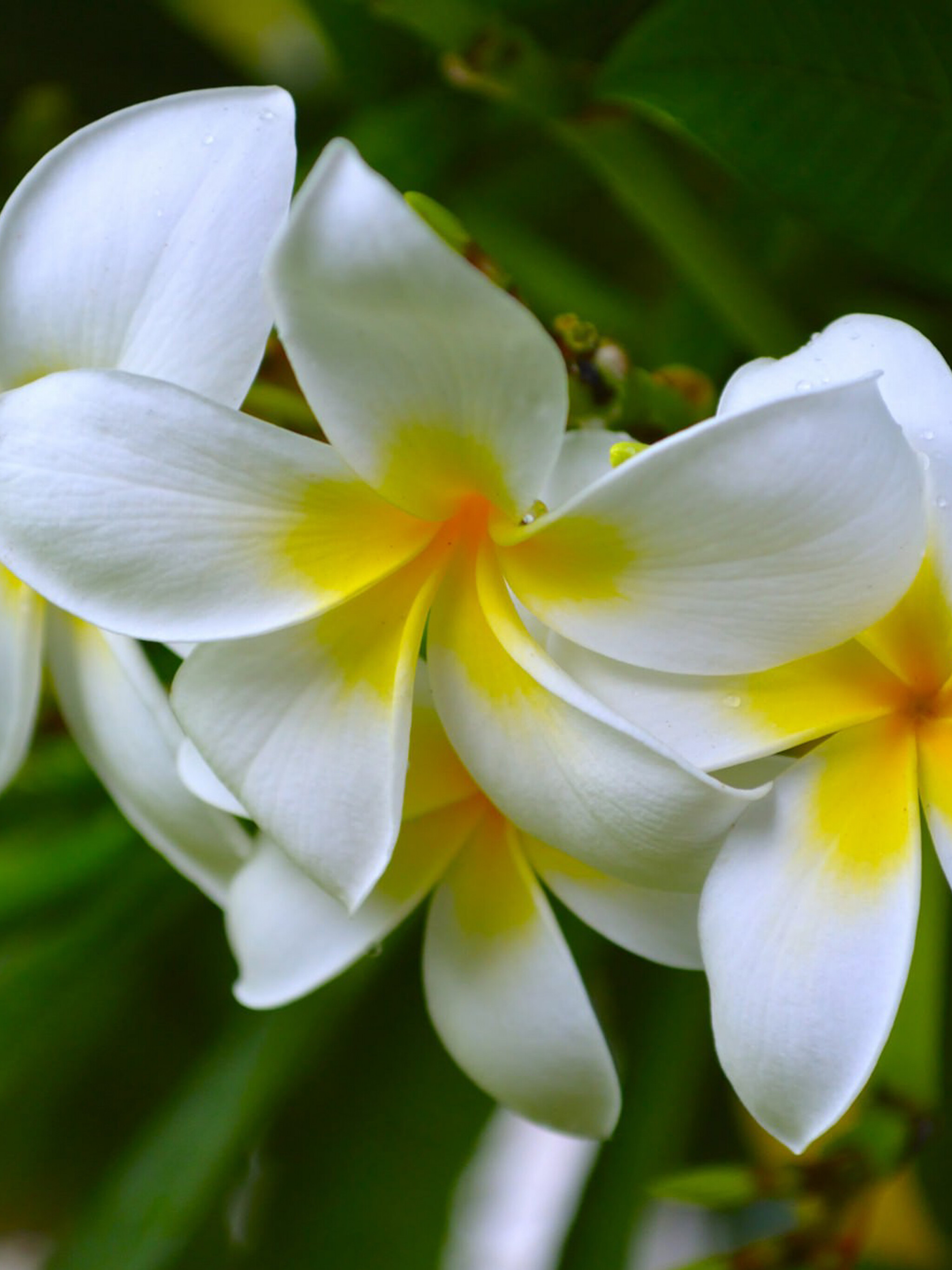 Frangipani wallpaper, Pink plumeria blossom, Floral wonderland, Enchanting nature view, 2050x2740 HD Phone