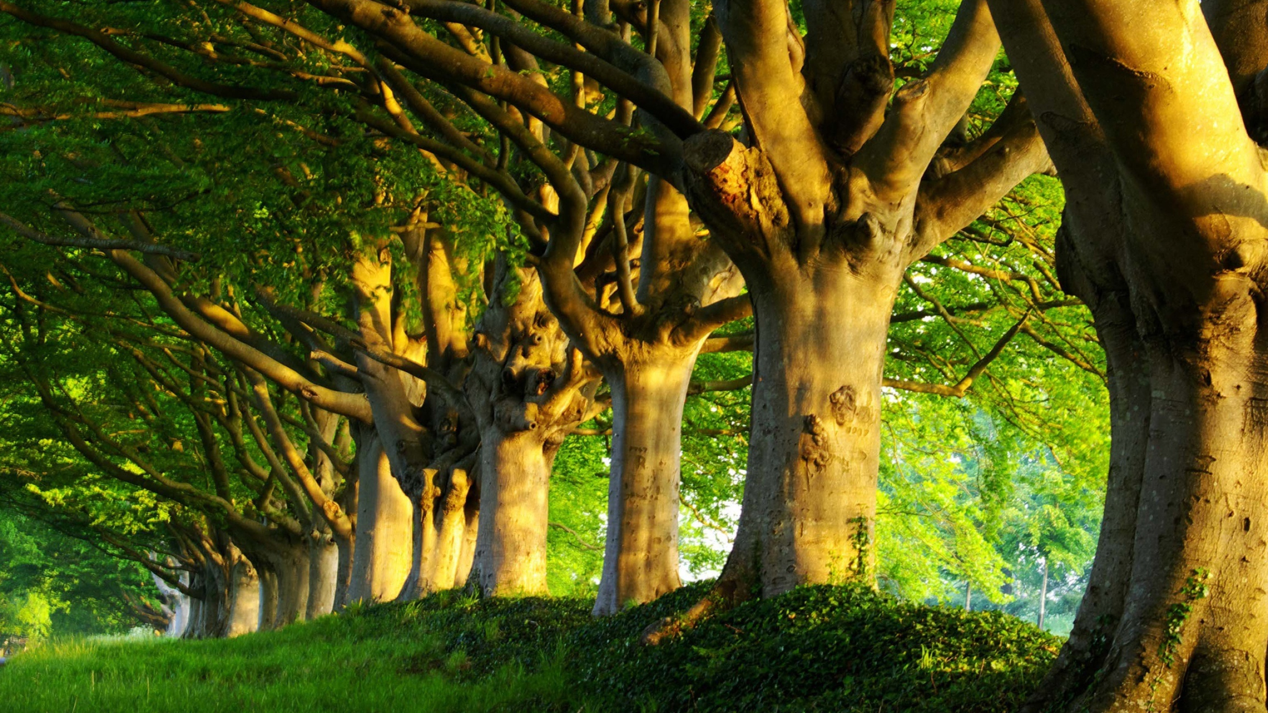 mature beech tree row, grassy earthen embankment, golden summer sunlight, HD Desktop wallpaper