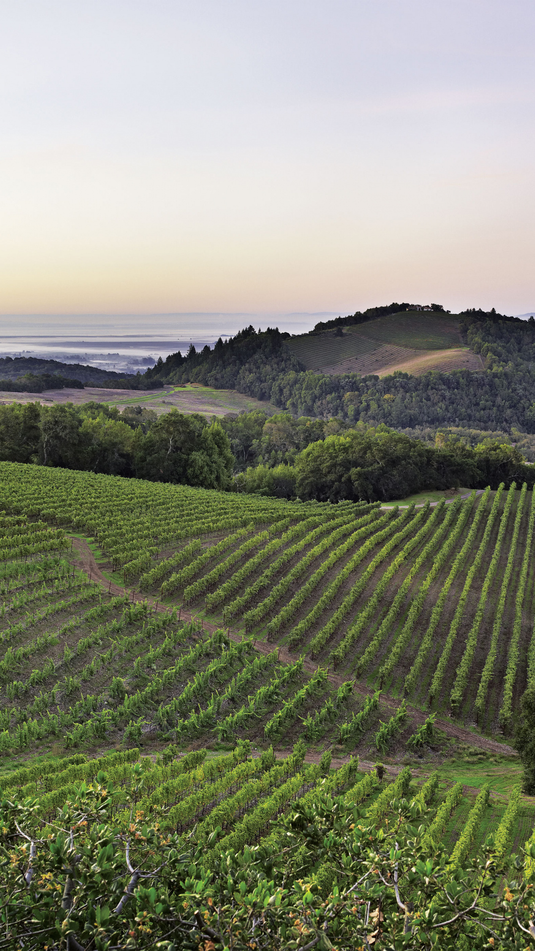 California wine country, HD walls, Scenic beauty, Winery exploration, 1080x1920 Full HD Phone