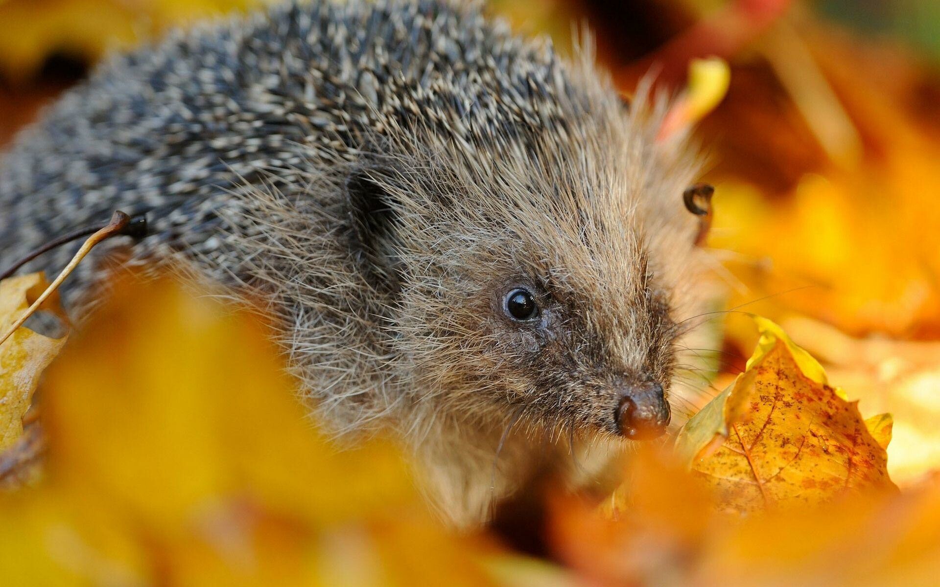 Close-up, Hedgehogs Wallpaper, 1920x1200 HD Desktop
