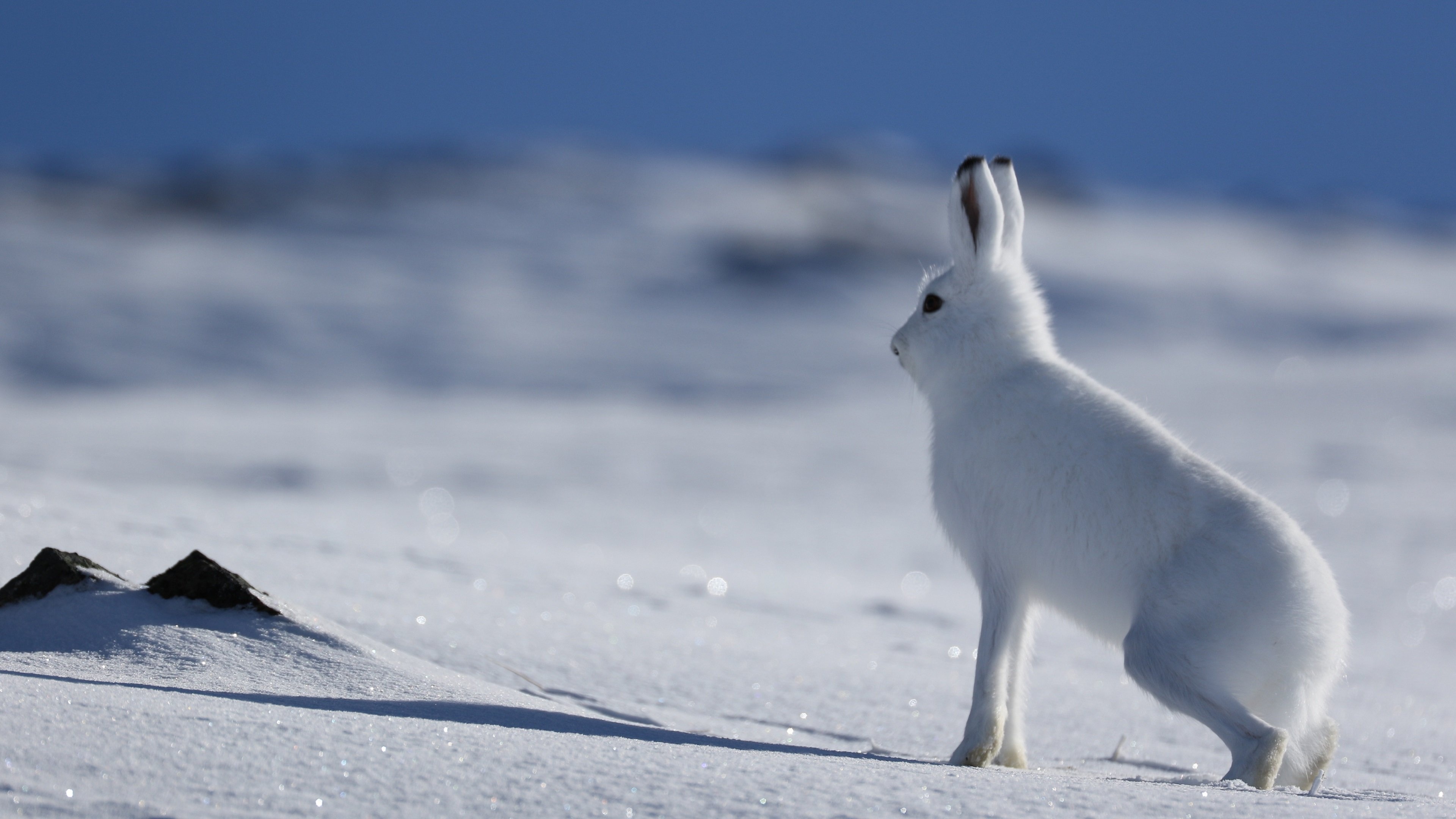 Arctic, Hares Wallpaper, 3840x2160 4K Desktop