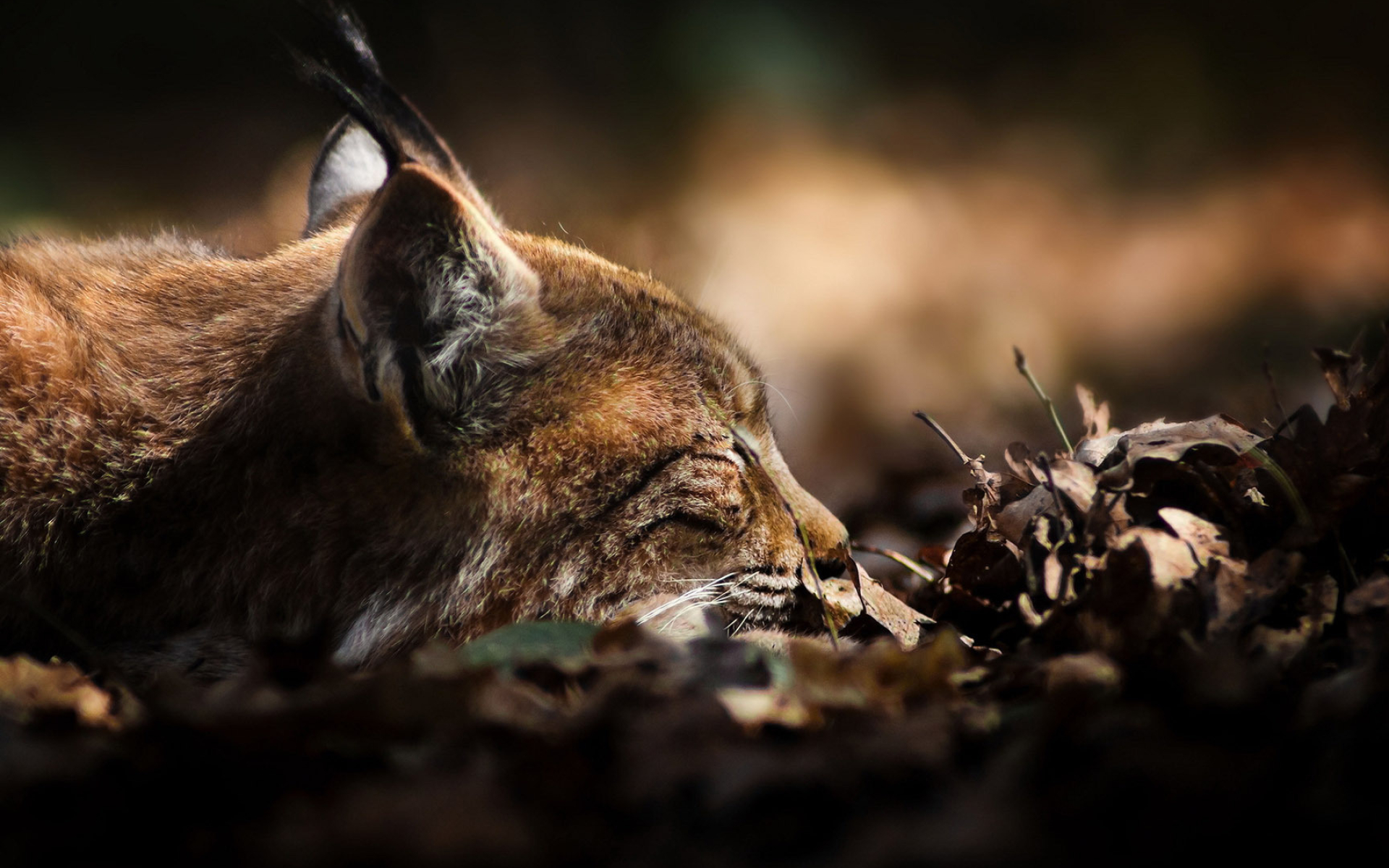 Lynx essence, Wildlife wallpaper, Enigmatic creature, Feline artistry, 1920x1200 HD Desktop