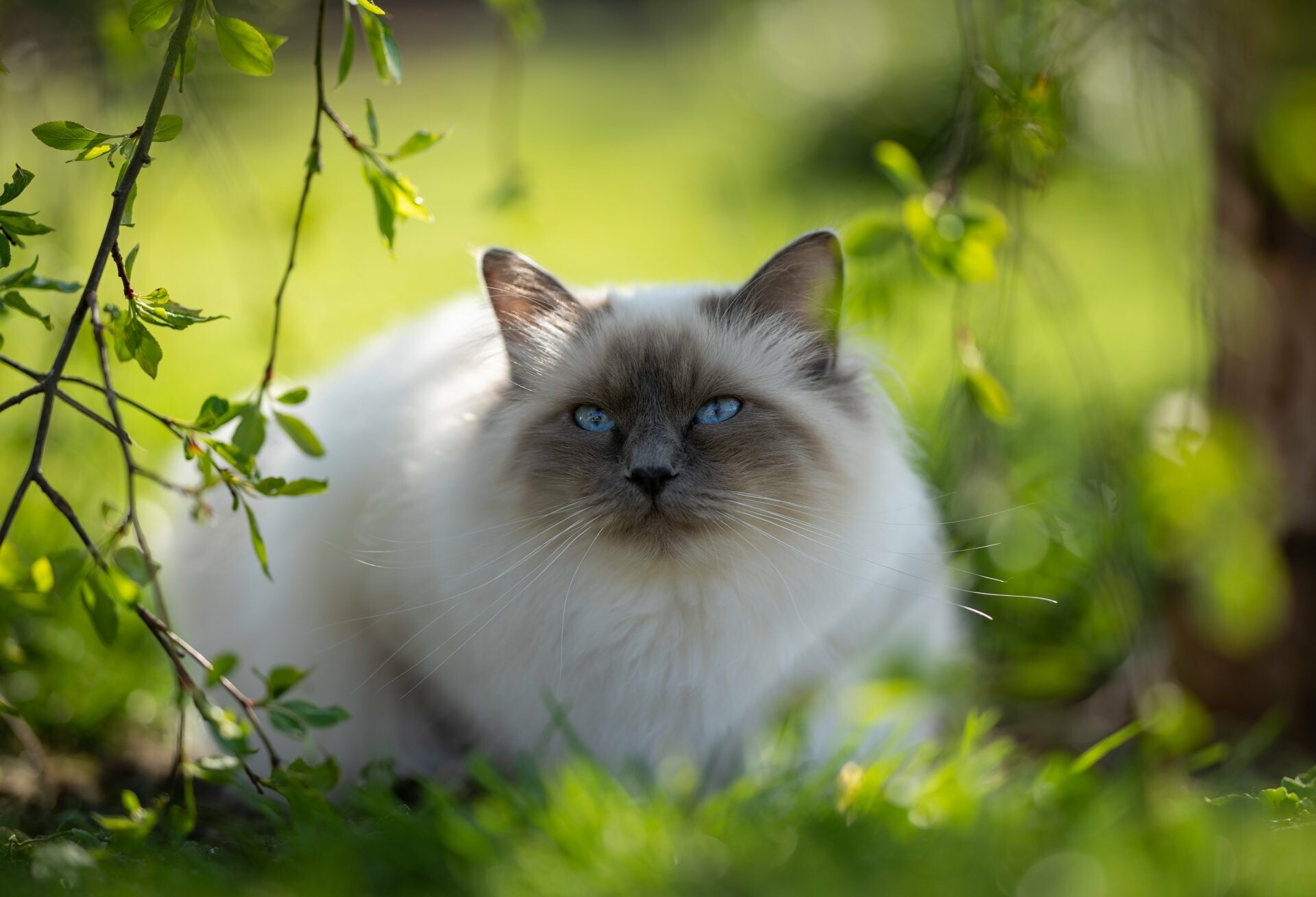 Ragdoll cat, Ultra HD splendor, Striking poses, Majestic elegance, 1920x1310 HD Desktop