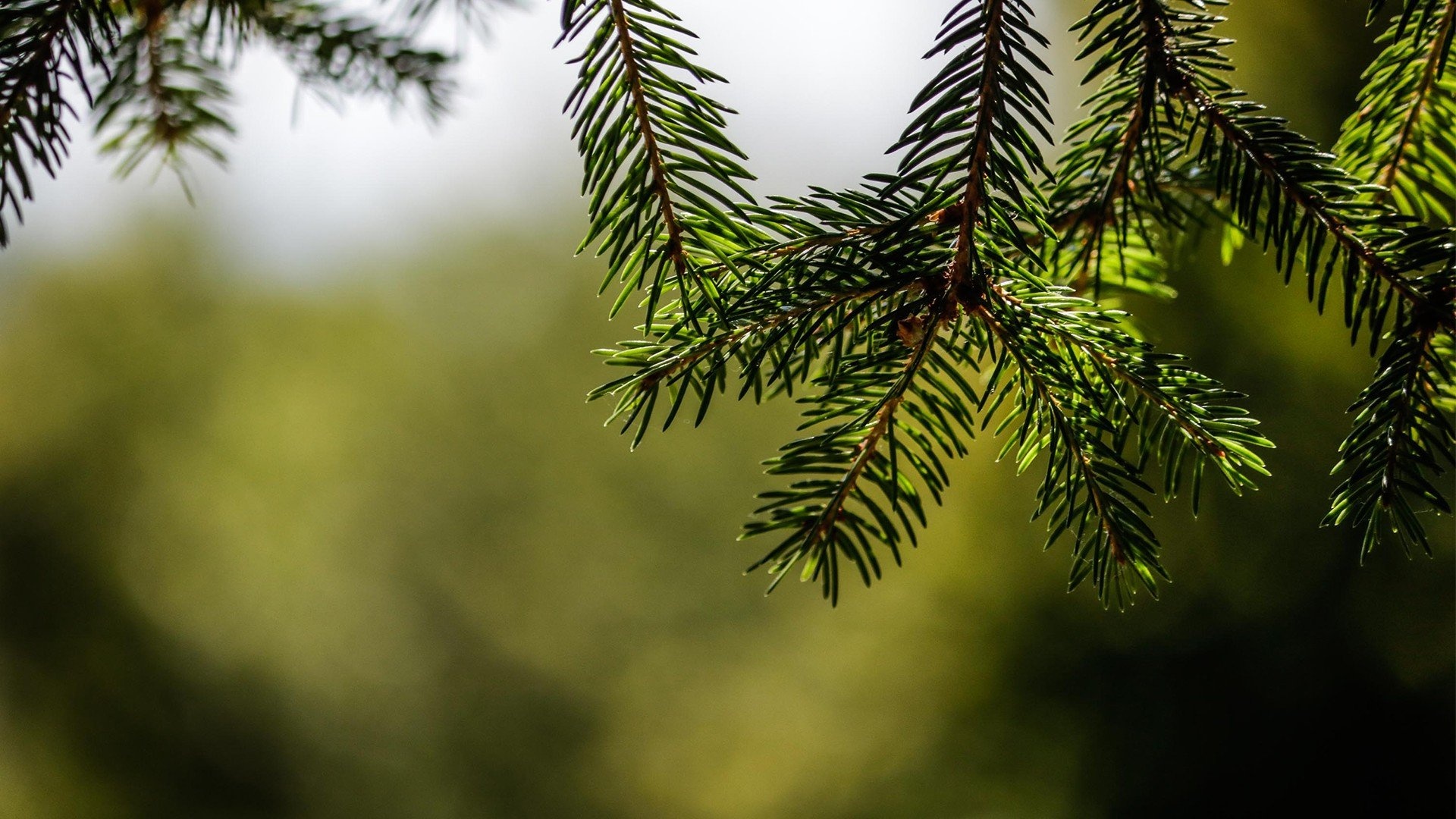 Christmas fir green tree, Vibrant foliage, Festive spirit, Nature's bounty, 1920x1080 Full HD Desktop