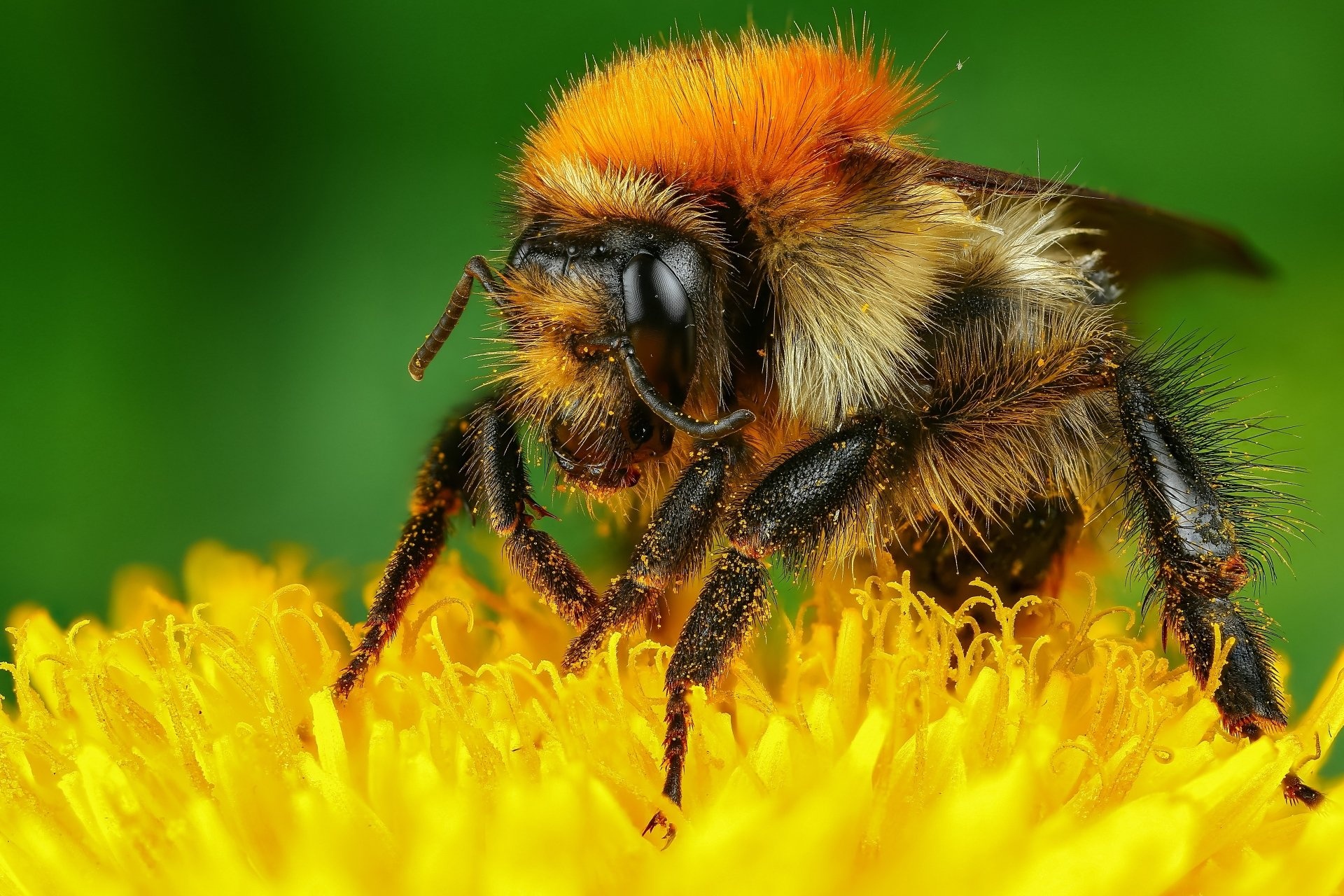 Bombus muscorum, Bees Wallpaper, 1920x1280 HD Desktop