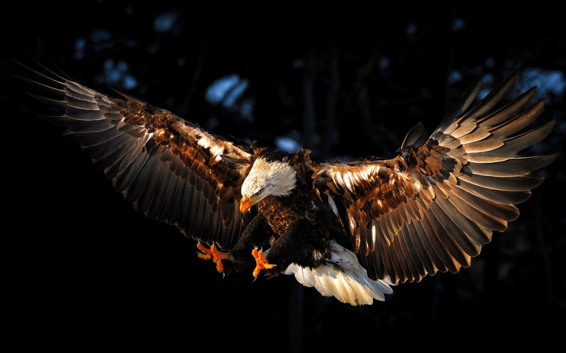 Bald eagle wallpapers, Majestic birds, American symbol, Wildlife photography, 1920x1200 HD Desktop