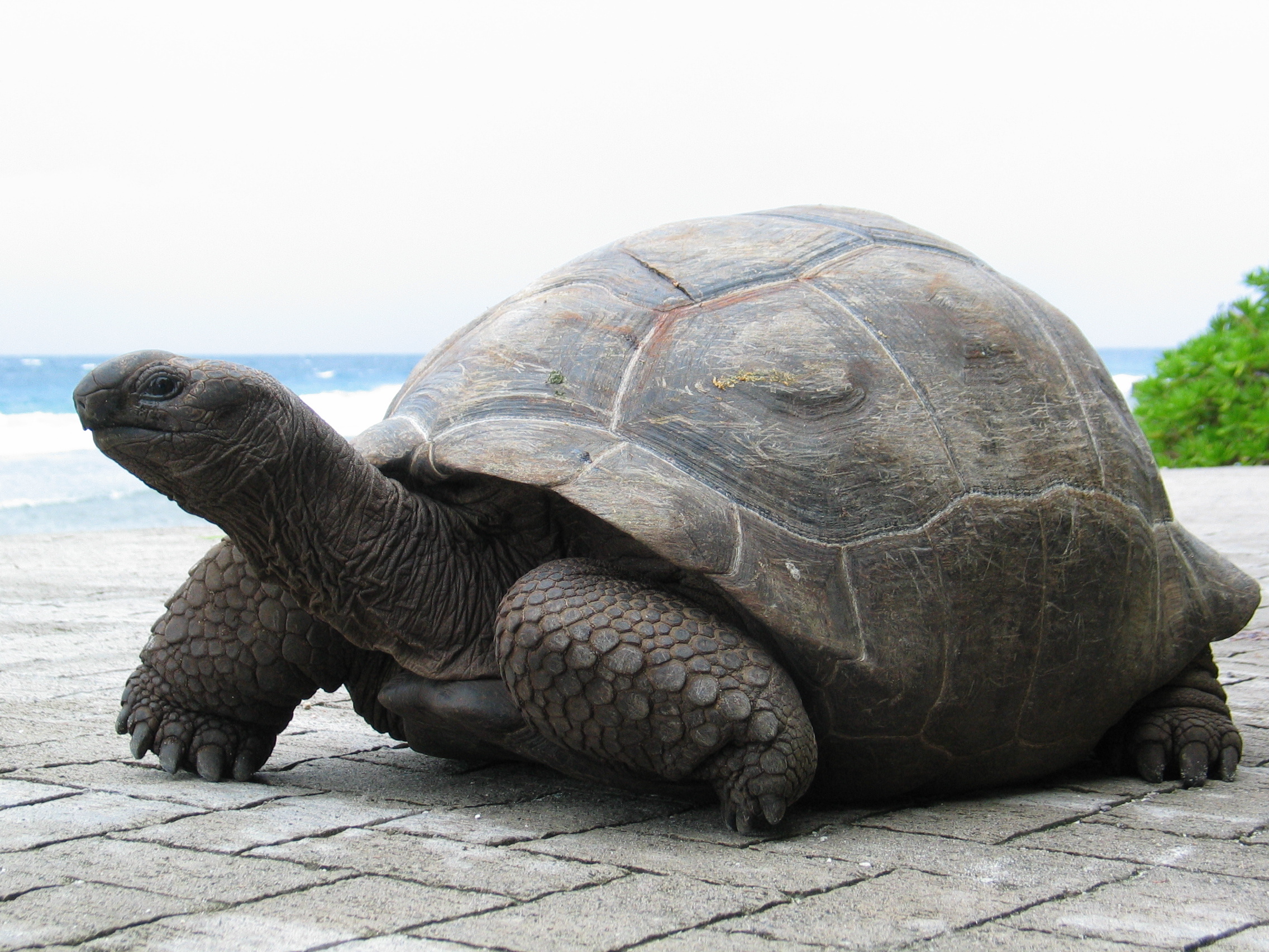 Aldabra Giant Tortoise, Seychelles' gentle giants, Conservation success story, Ancient reptiles, 2280x1710 HD Desktop