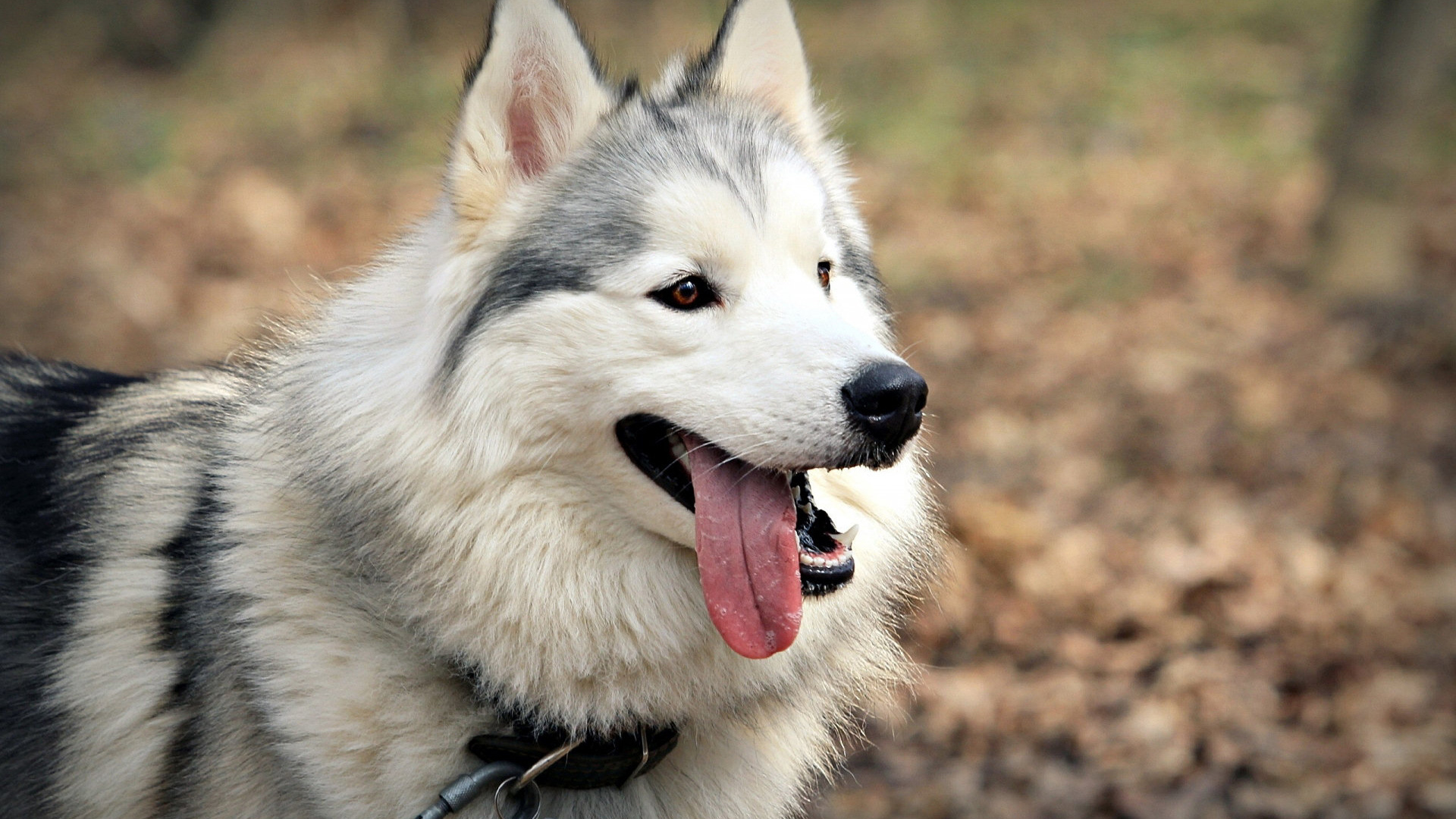 Siberian husky wallpaper, Nordic elegance, Desktop beauty, Graceful companions, 1920x1080 Full HD Desktop