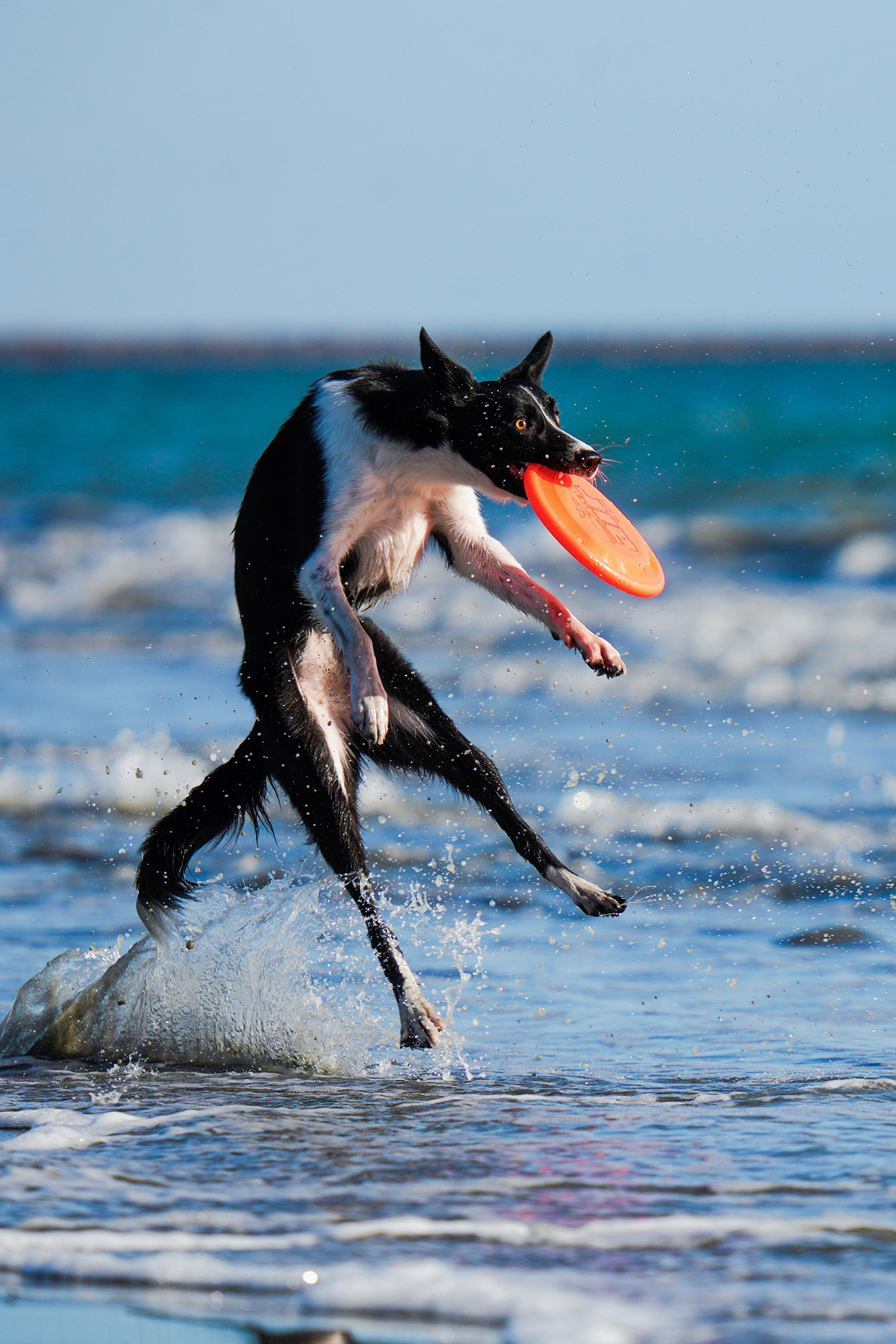 Disc dog photography, Beach with sigma, DG DN OS, Sigma blog, 1340x2000 HD Phone