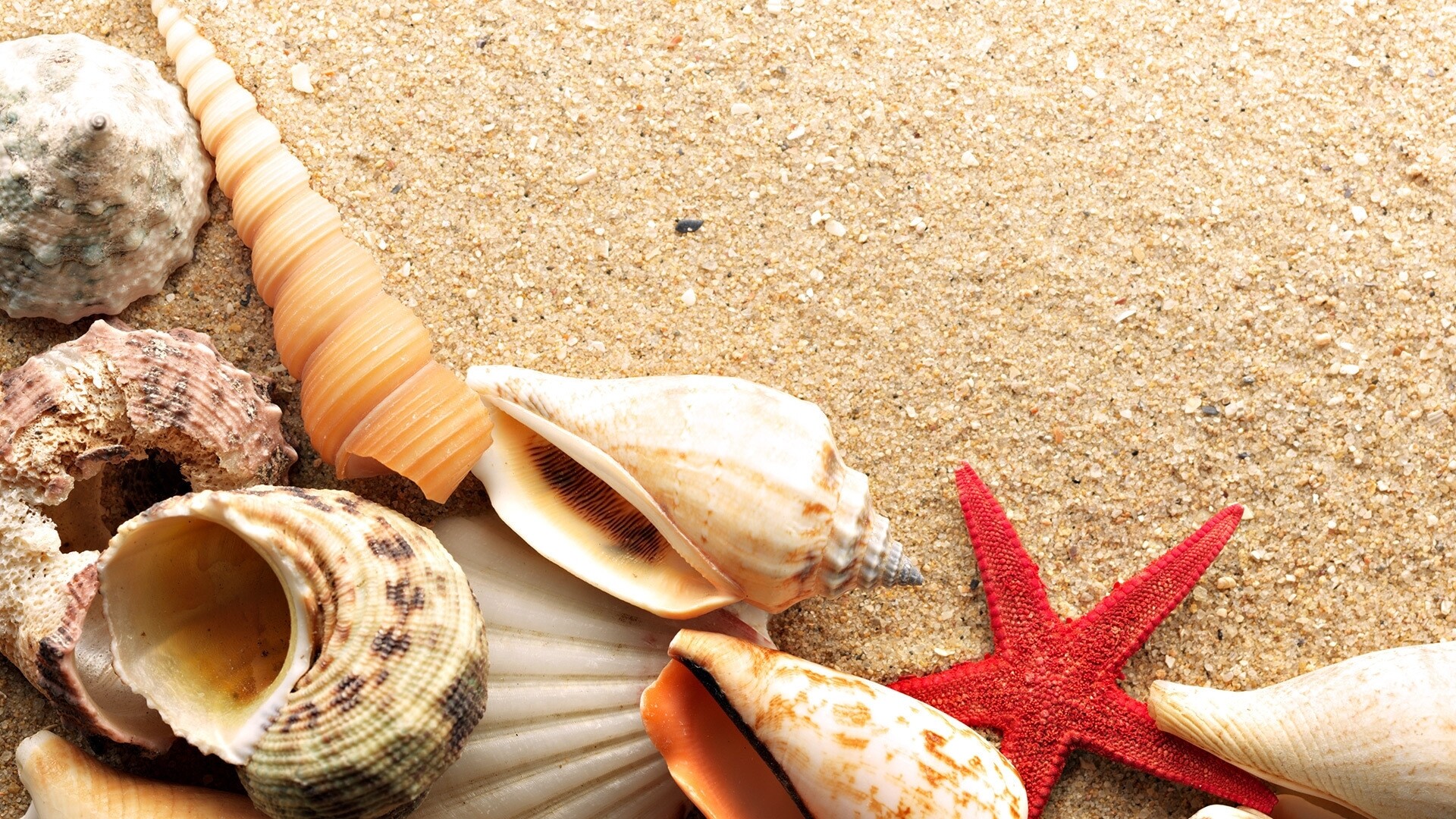 Mobile wallpaper background, Shells starfish, 1920x1080 Full HD Desktop