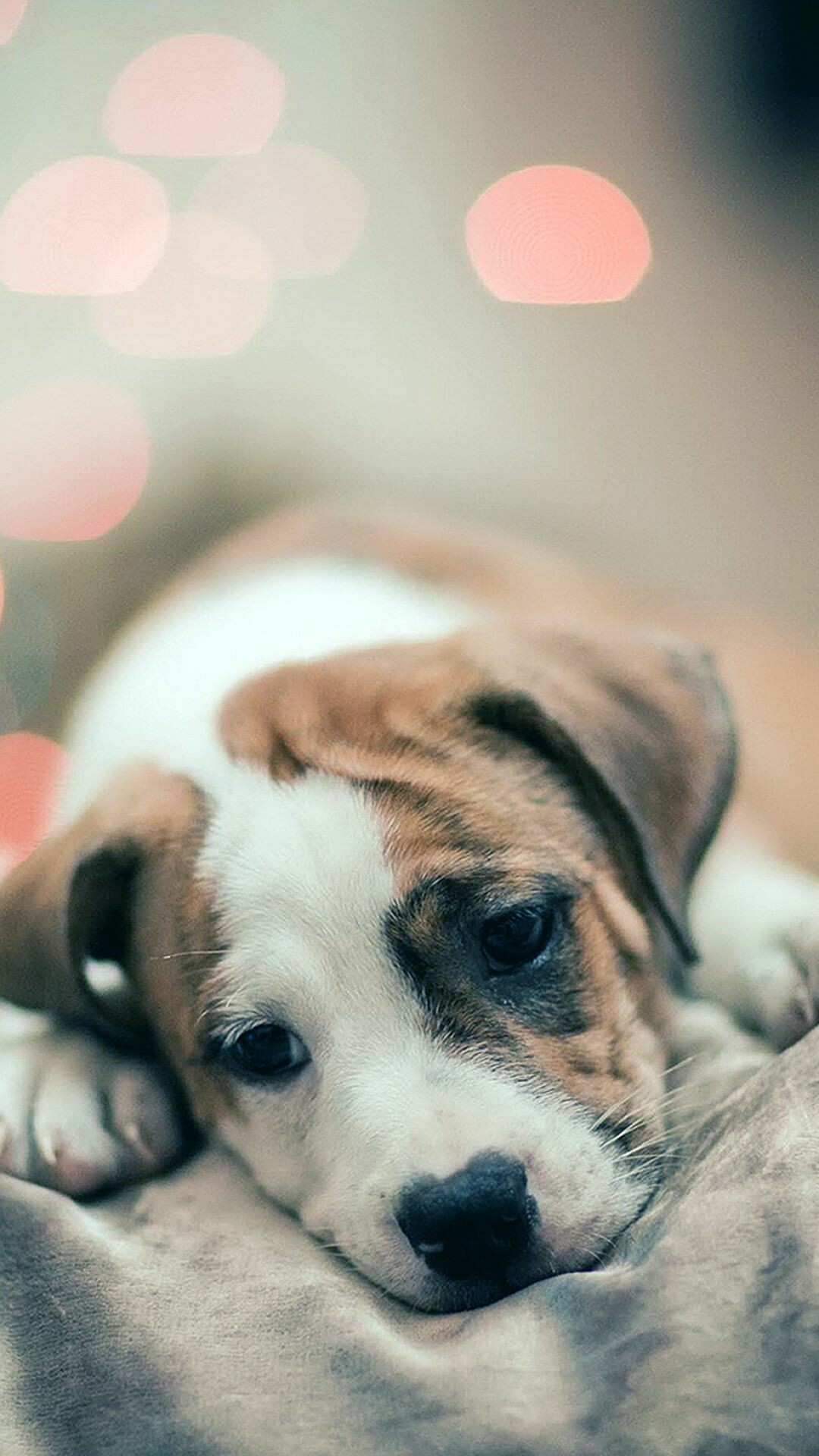 Fondos de pantalla, Dog wallpapers, Vibrant colors, 1080x1920 Full HD Phone