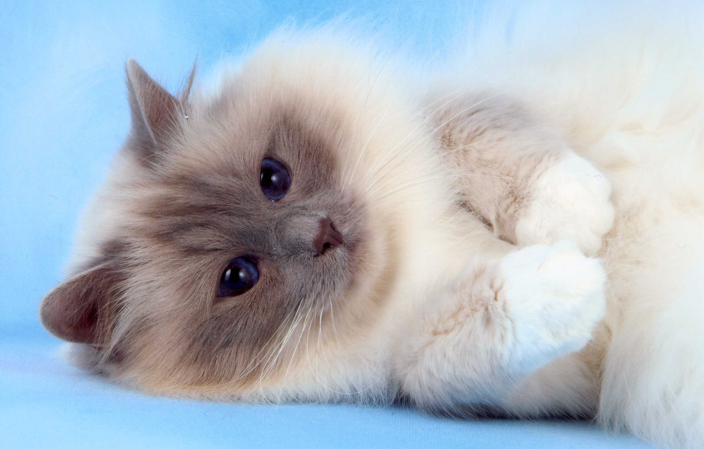 Birman, Cat, 2460x1570 HD Desktop