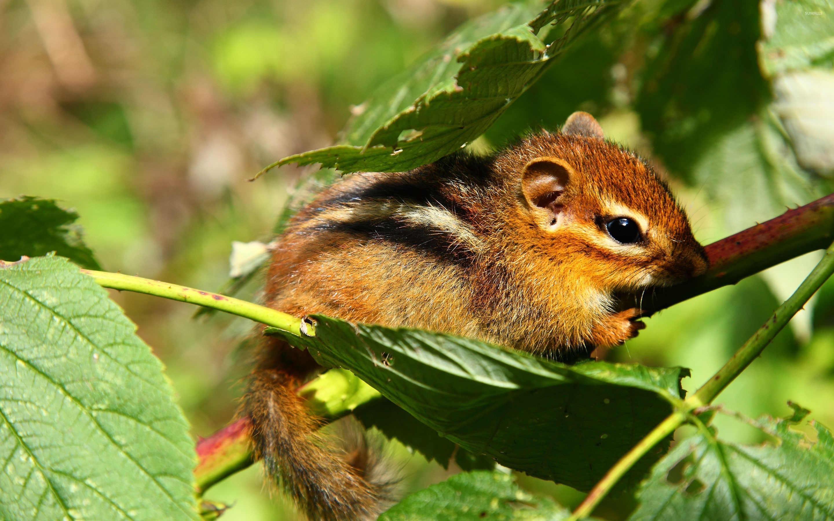 Chipmunk, HD wallpaper, Animal beauty, Nature's marvel, 2880x1800 HD Desktop