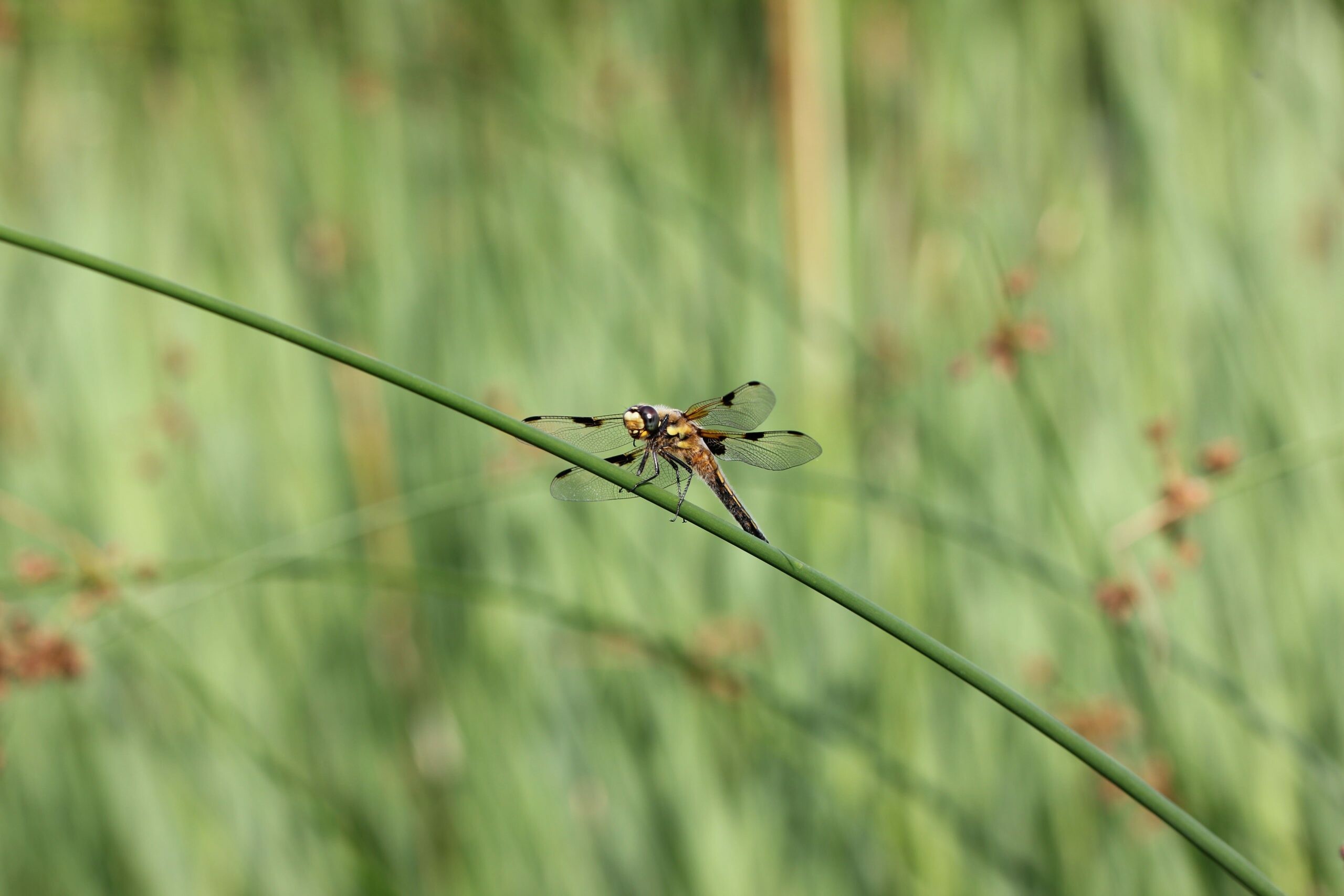 Four-spotted chaser, Dragonflies Wallpaper, 2560x1710 HD Desktop