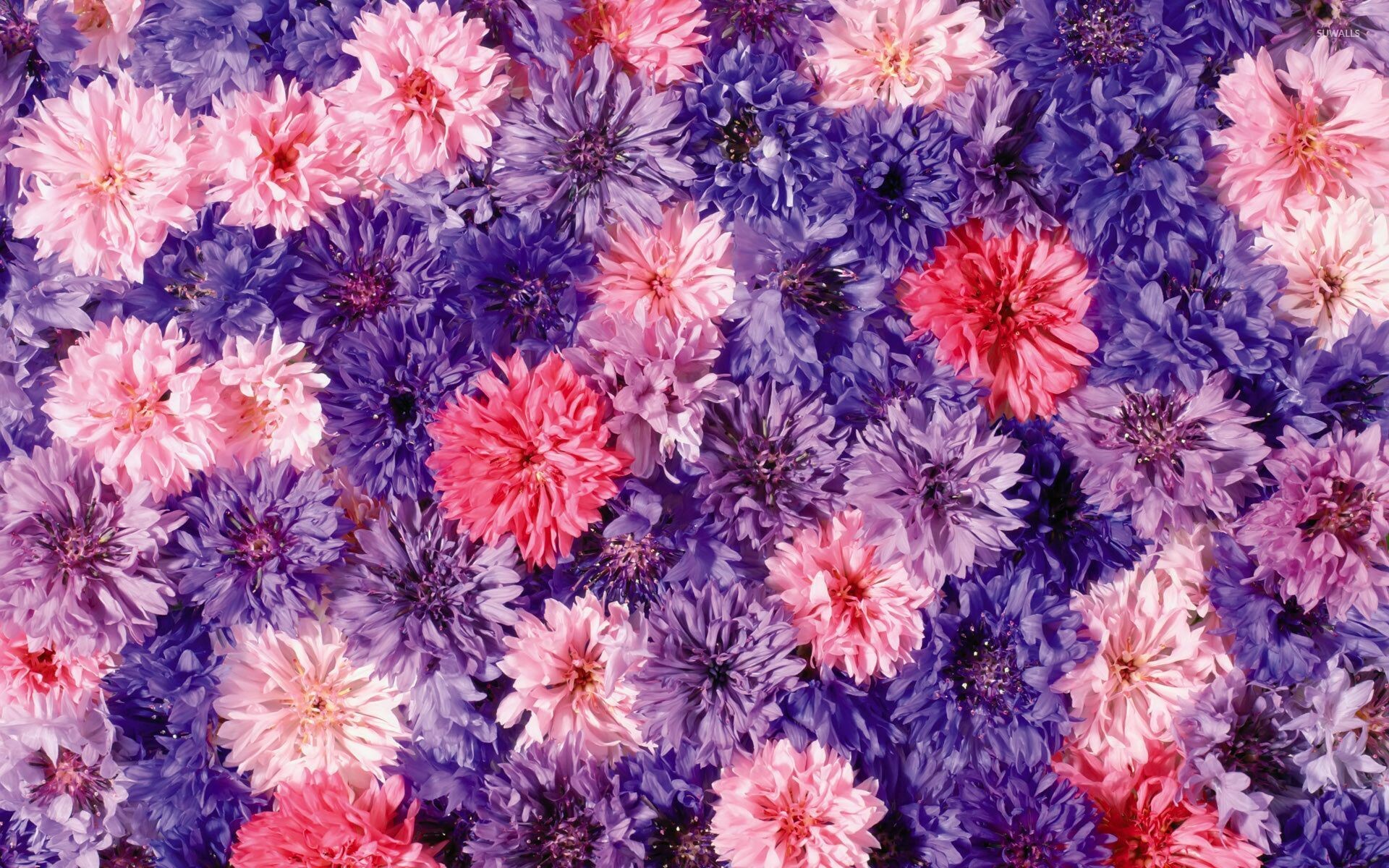 Pink and purple chrysanthemums, Flower wallpapers, Colorful beauty, Vibrant blooms, 1920x1200 HD Desktop