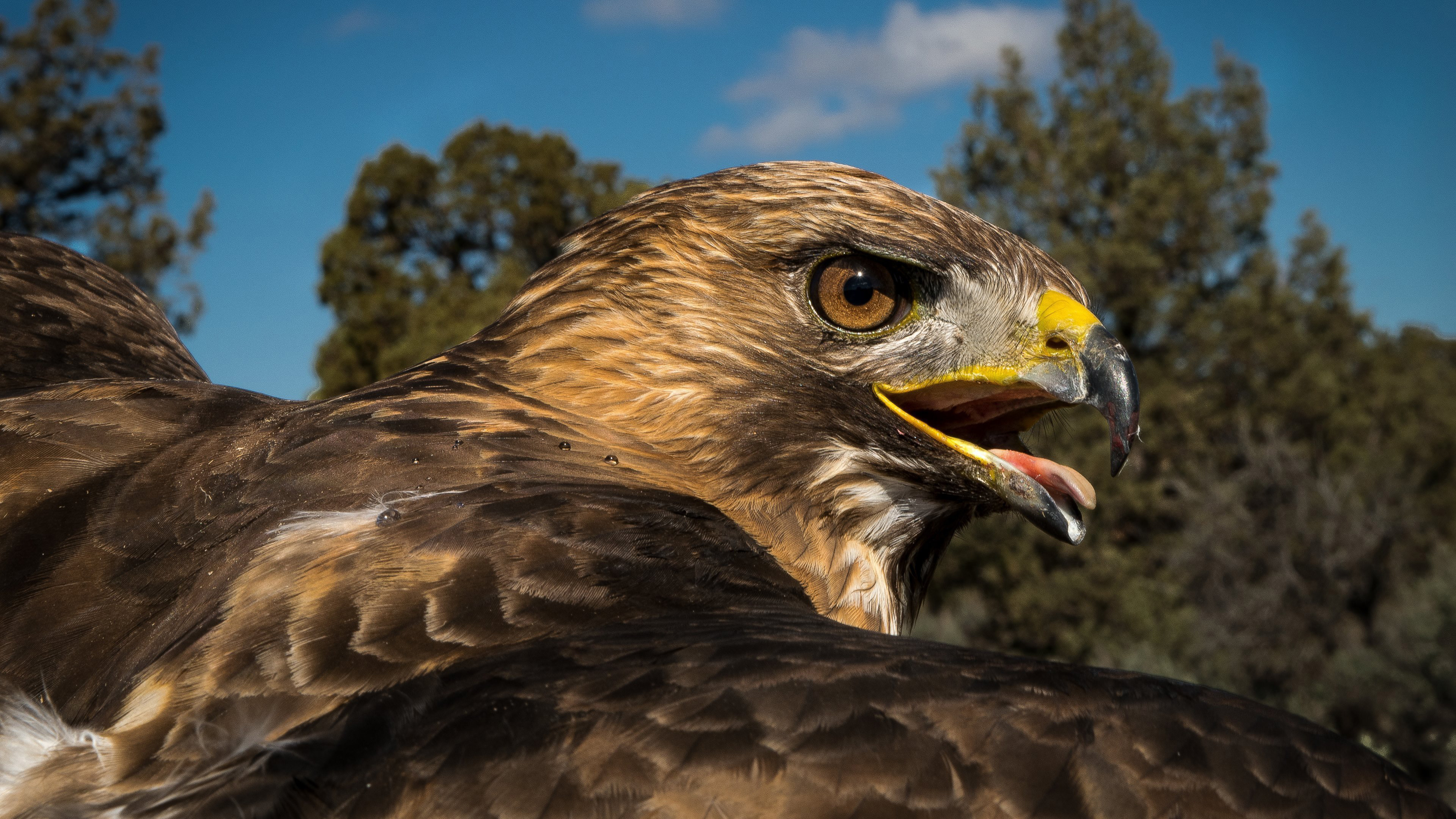 Red tailed hawk, Artistic wallpaper, Natural beauty, 3840x2160 4K Desktop