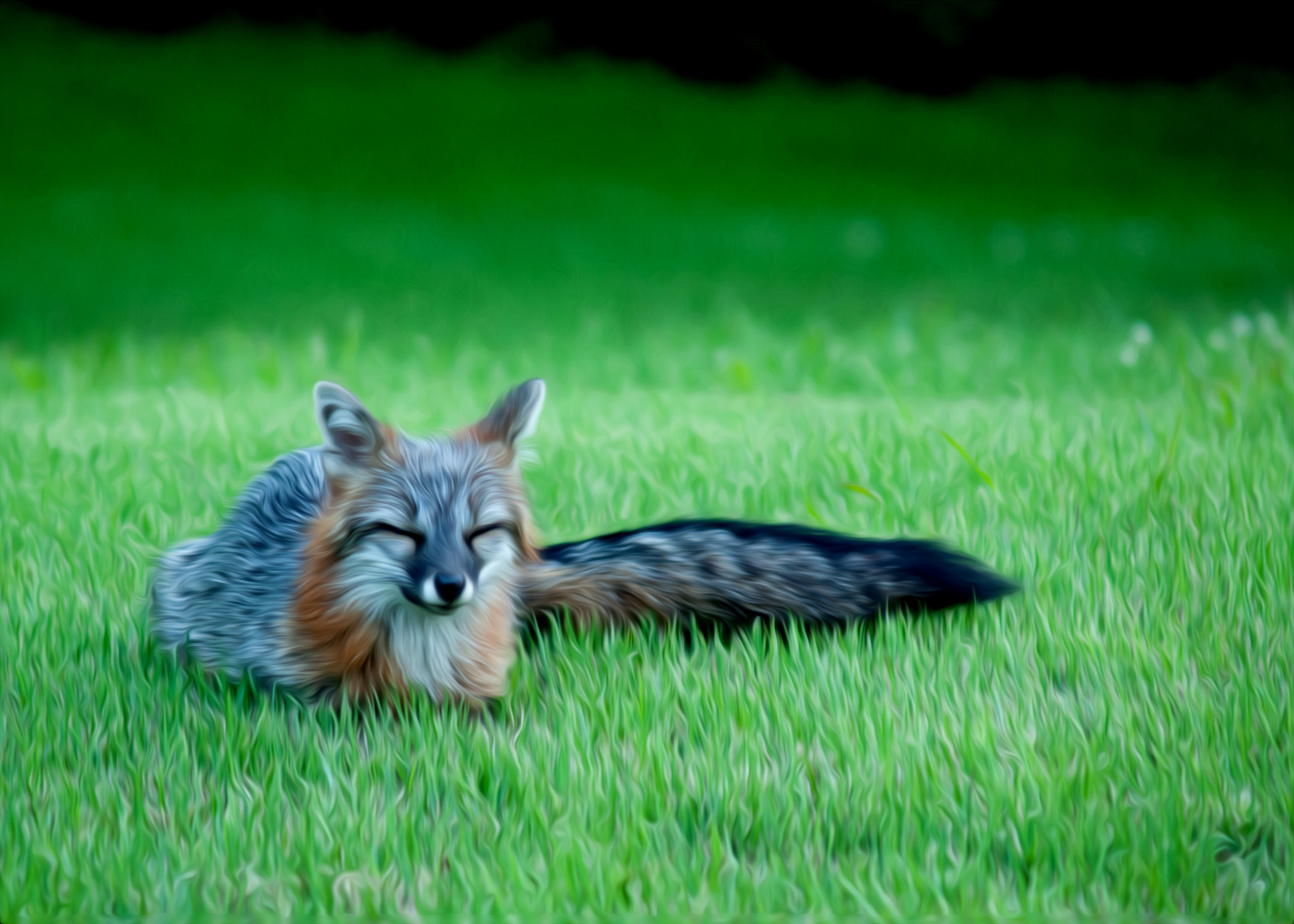 Gray Fox, Rare sleeping moment, Astonishing wildlife encounter, Unforgettable photo opportunity, 2100x1500 HD Desktop