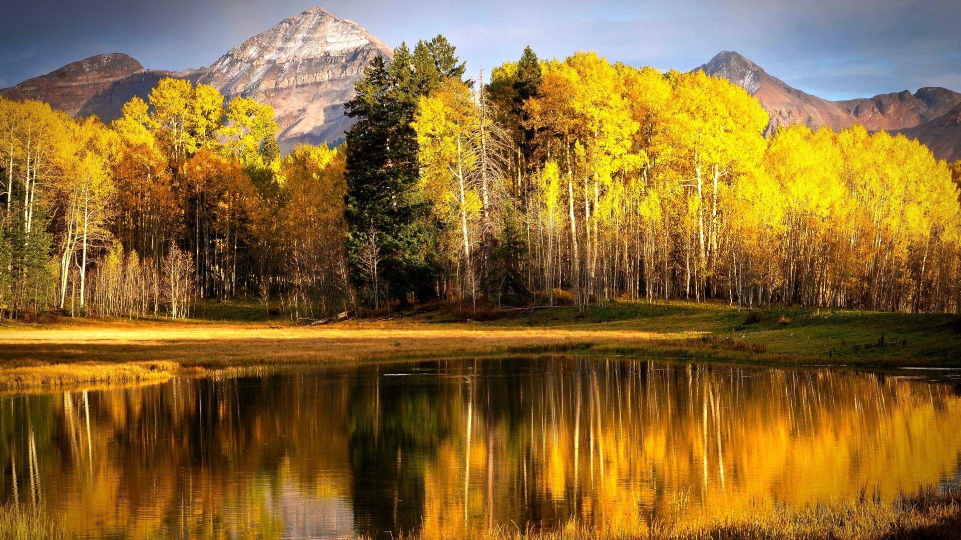 Aspens wallpapers, Nature's glory, Artistic splendor, Majestic presence, 1920x1080 Full HD Desktop