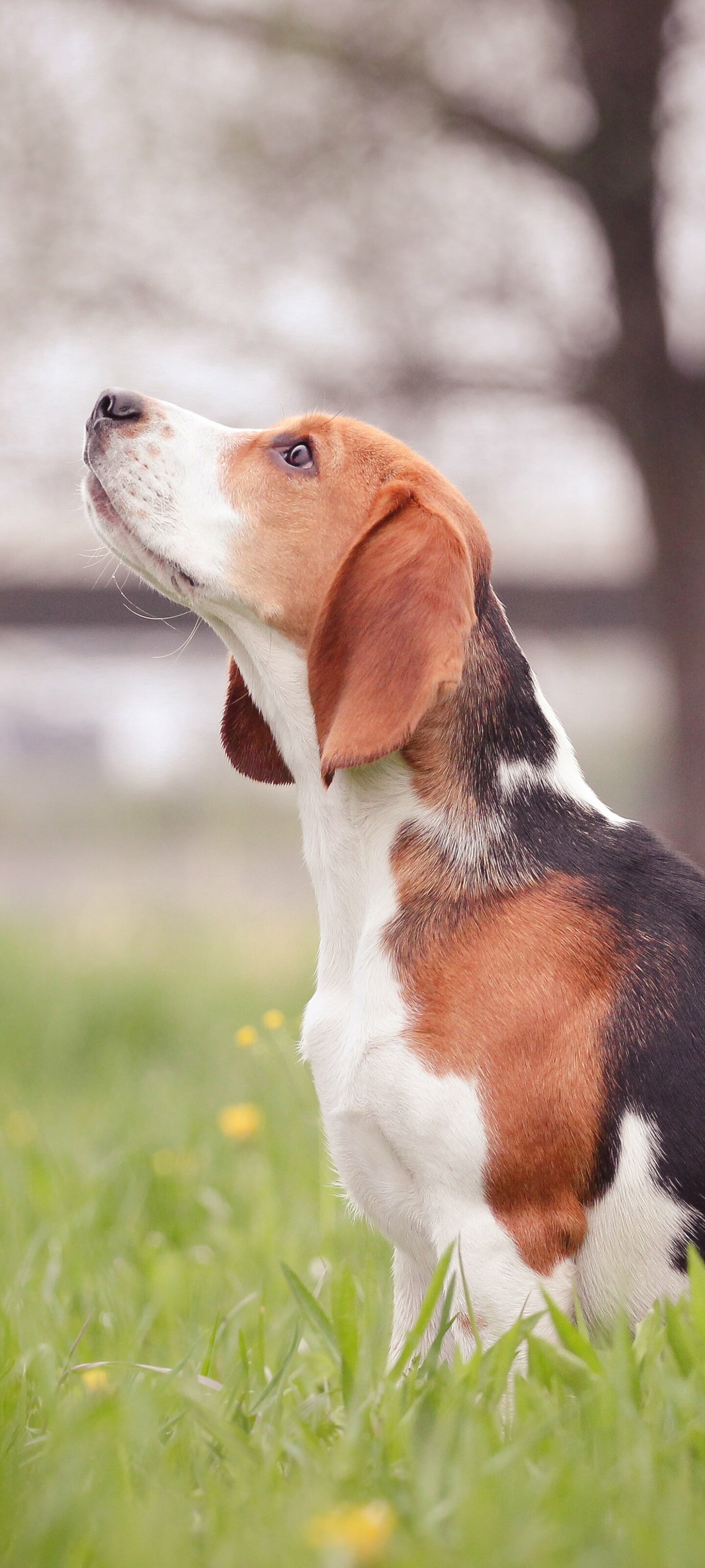 Profile, Beagles Wallpaper, 1440x3200 HD Phone