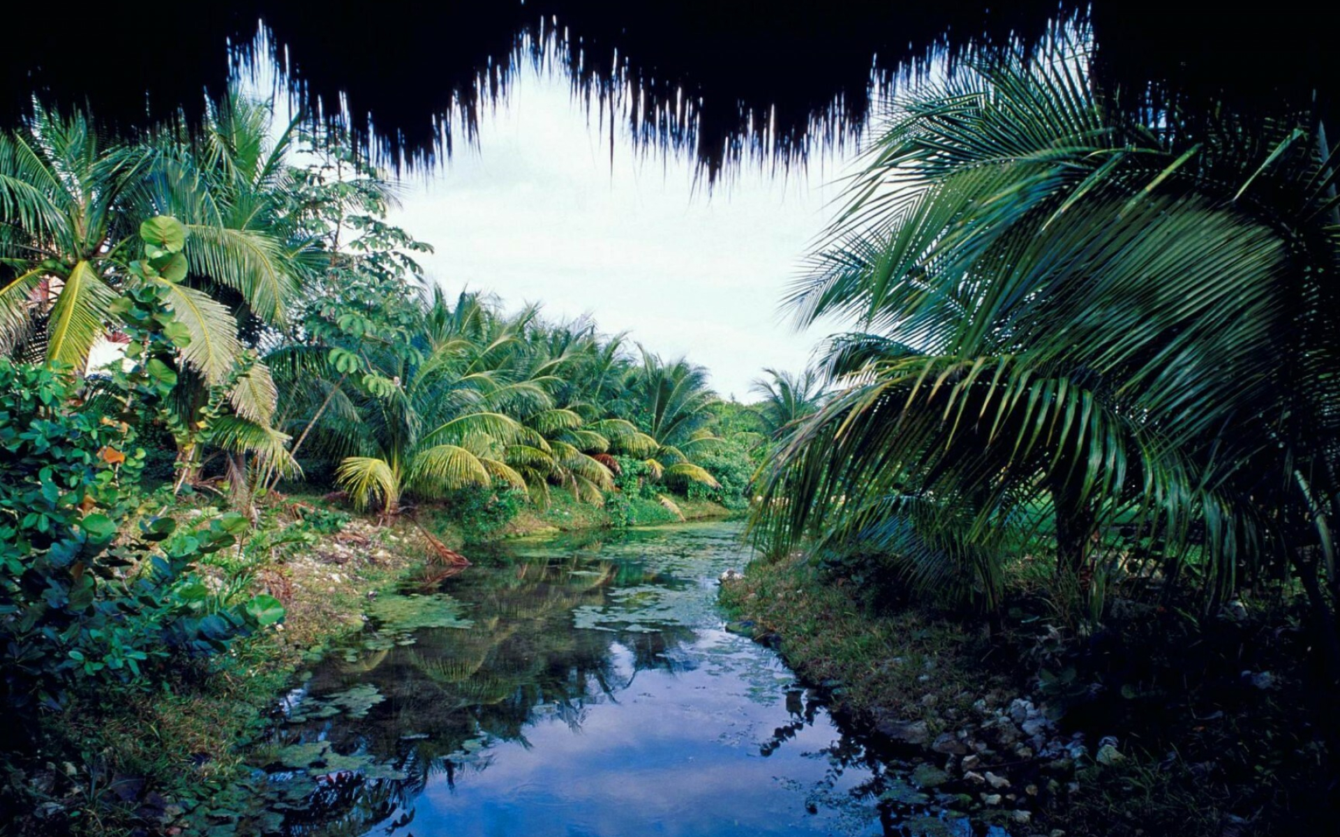 Jungle oasis, Nature's sanctuary, Verdant retreat, Ecological haven, 1920x1200 HD Desktop