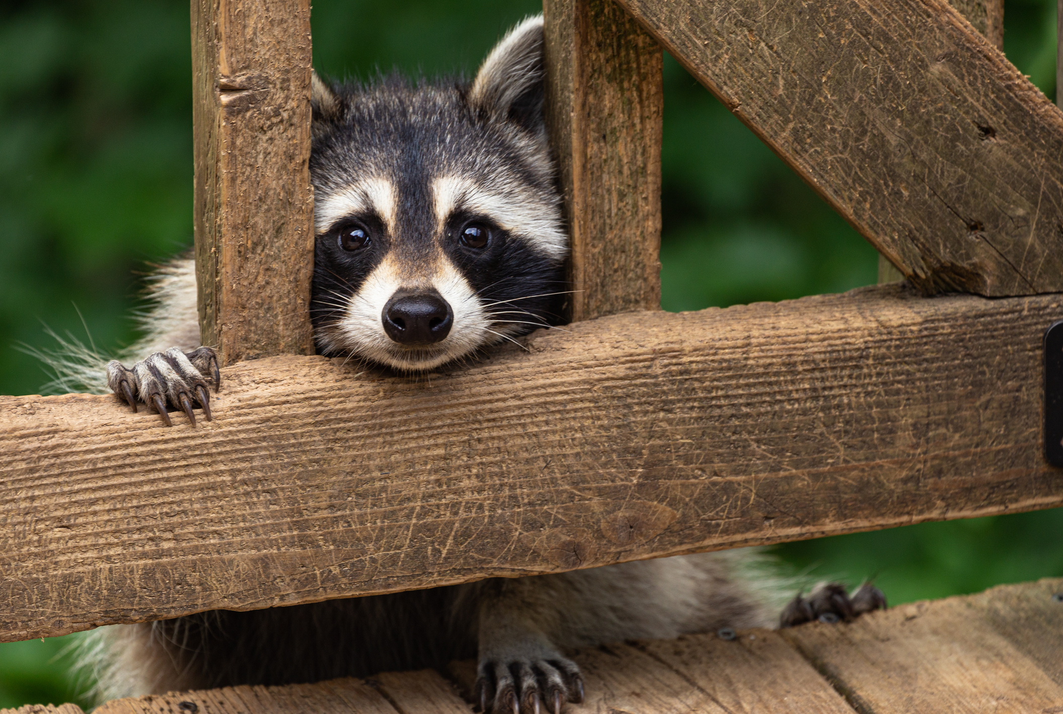 North American raccoon, Rustic wooden fence, Lush green background, HD Desktop wallpaper