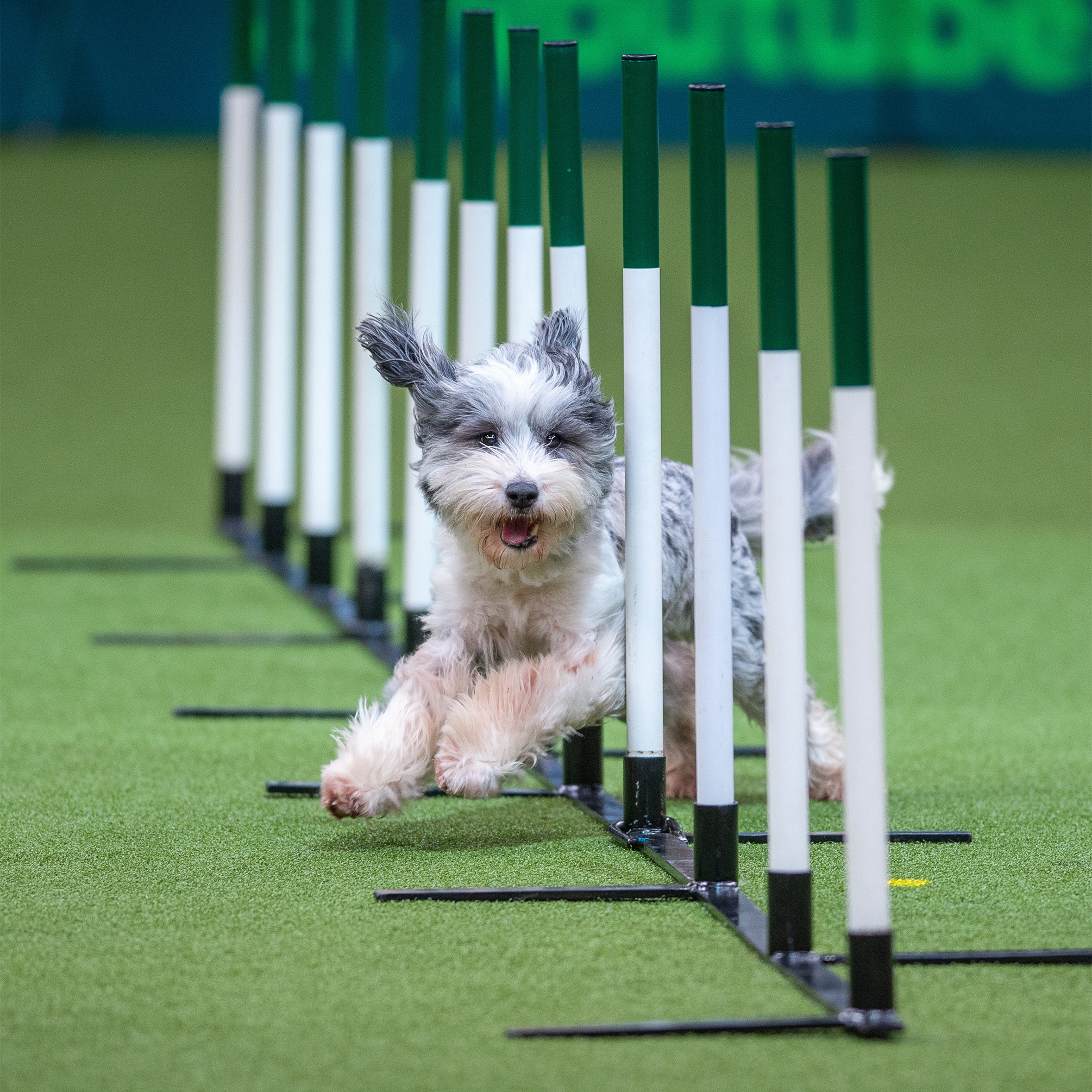 Crufts 2022, Dog Sports Wallpaper, 2010x2010 HD Phone