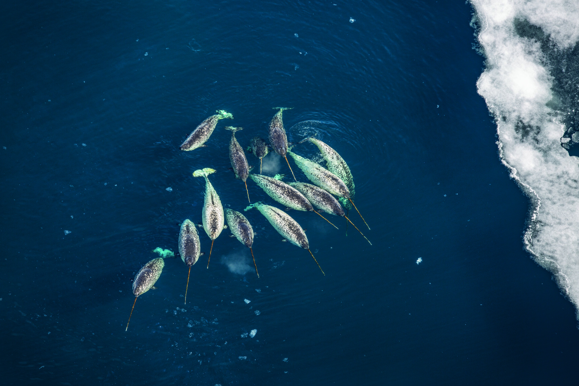 Narwhal, Charismatic Canadian creatures, 1920x1280 HD Desktop