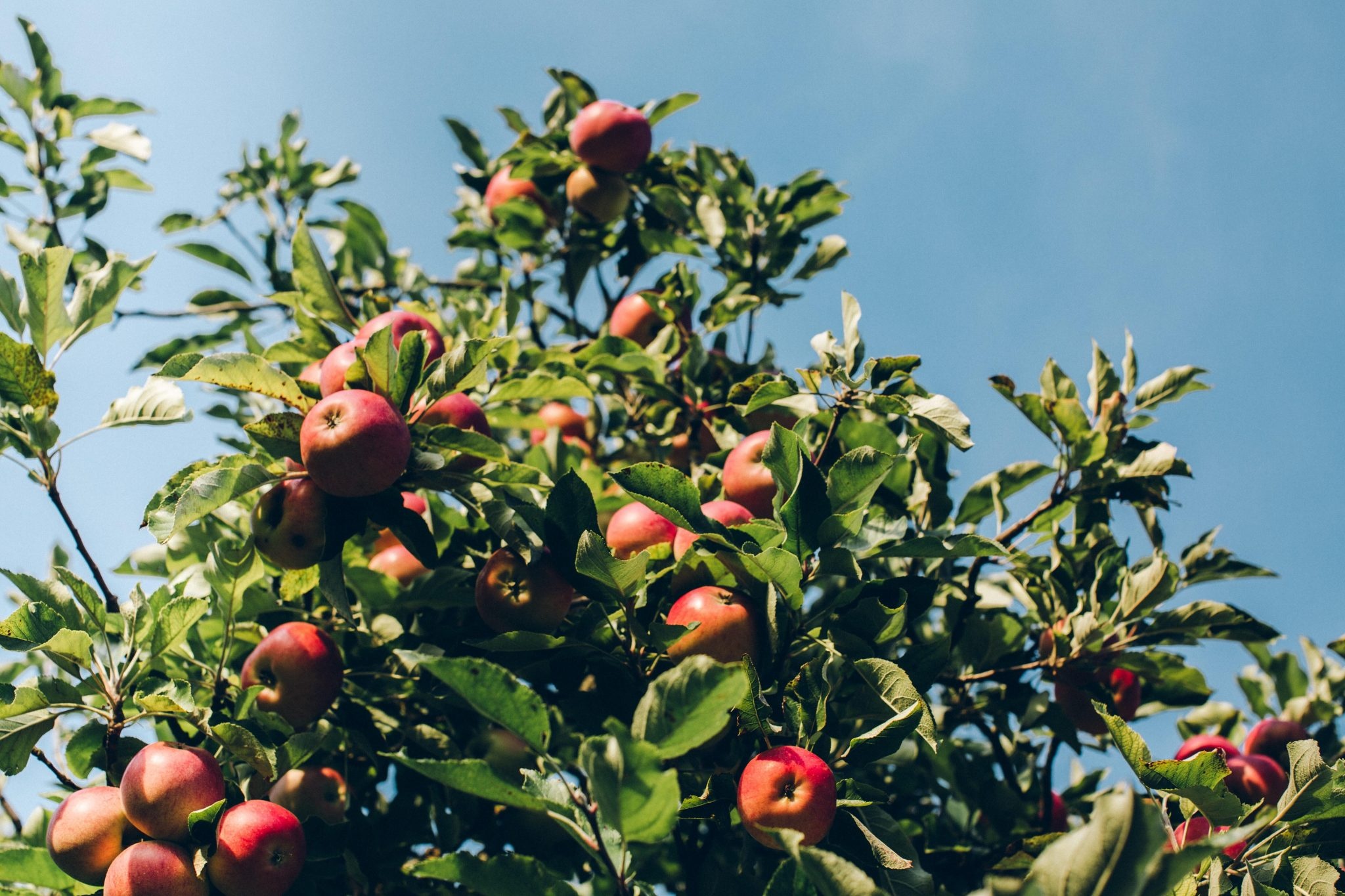 Apple Tree, Boomgarden apple tree sponsorship, Paradise fruits, 2050x1370 HD Desktop