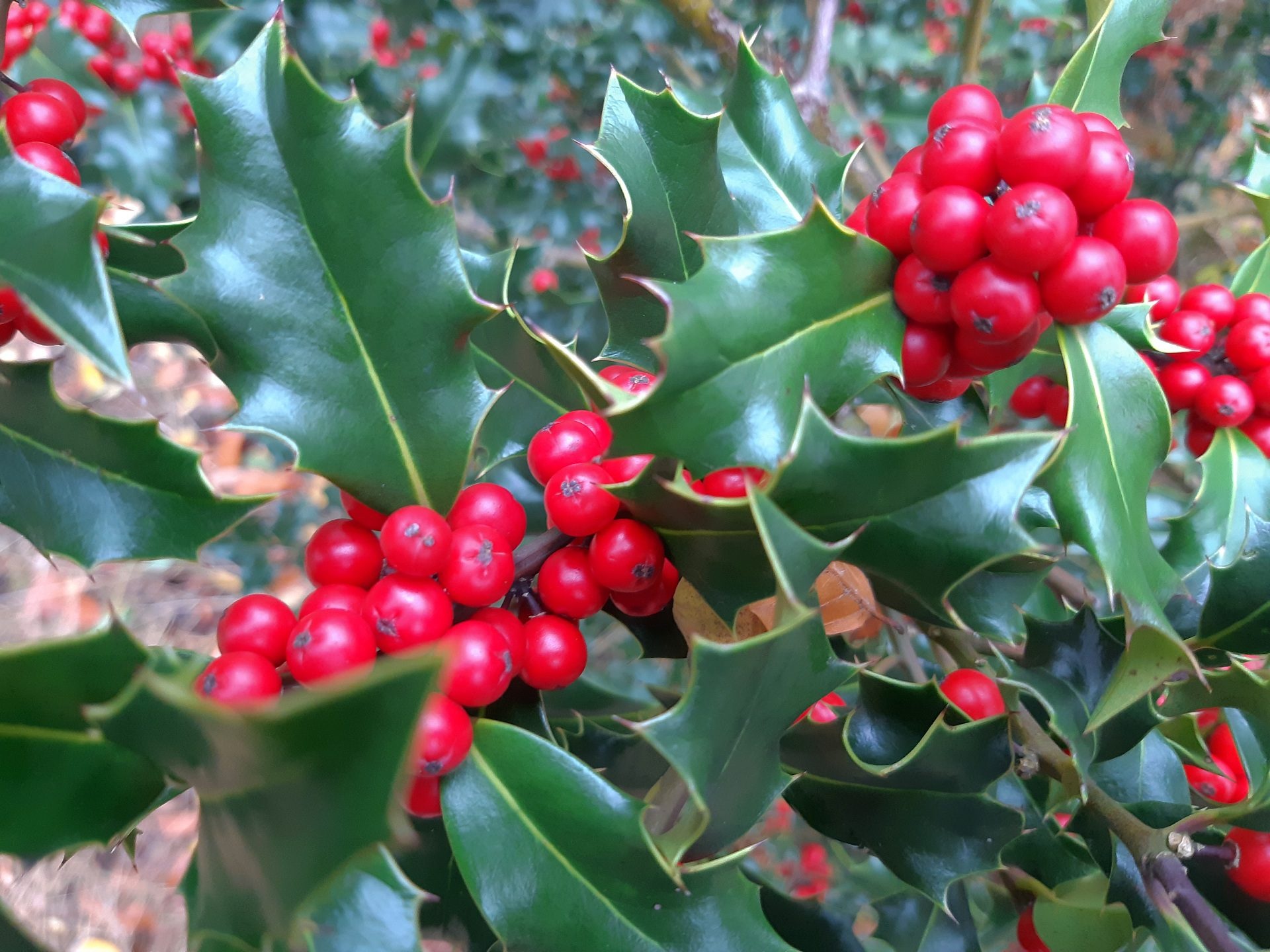 Holly Tree, Ilex variety, Evergreen hedge, Tall or low, 1920x1440 HD Desktop