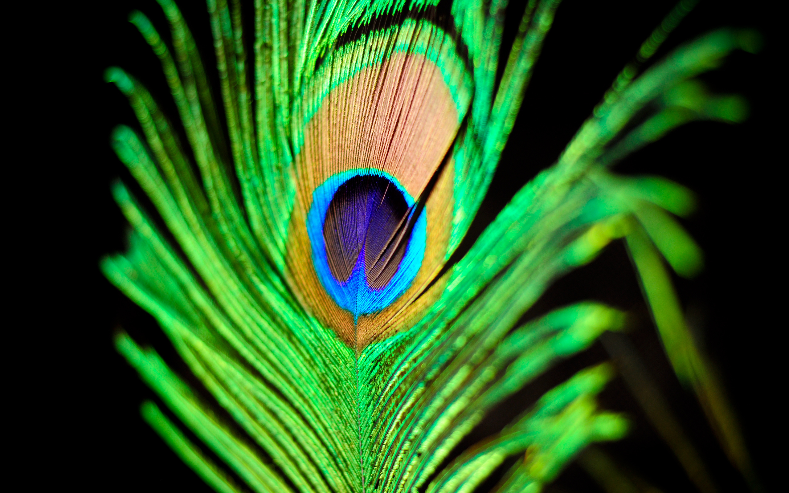 Peacock feather ocellus, Iridescent green barbs, Macro feather texture, HD Desktop wallpaper
