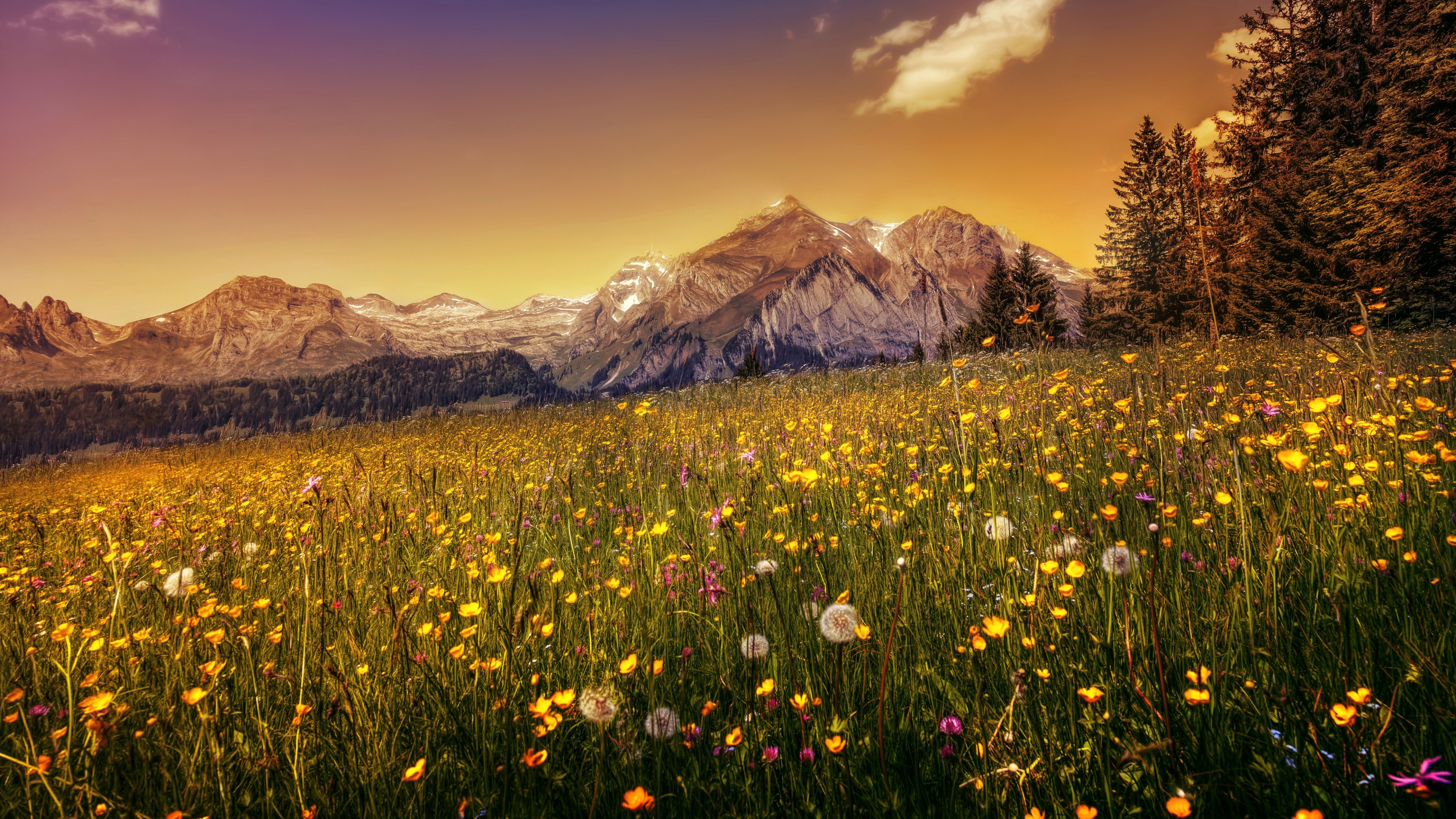 Dandelion flowers field, Buttercup blooms, Majestic mountains, Nature's beauty, 3840x2160 4K Desktop