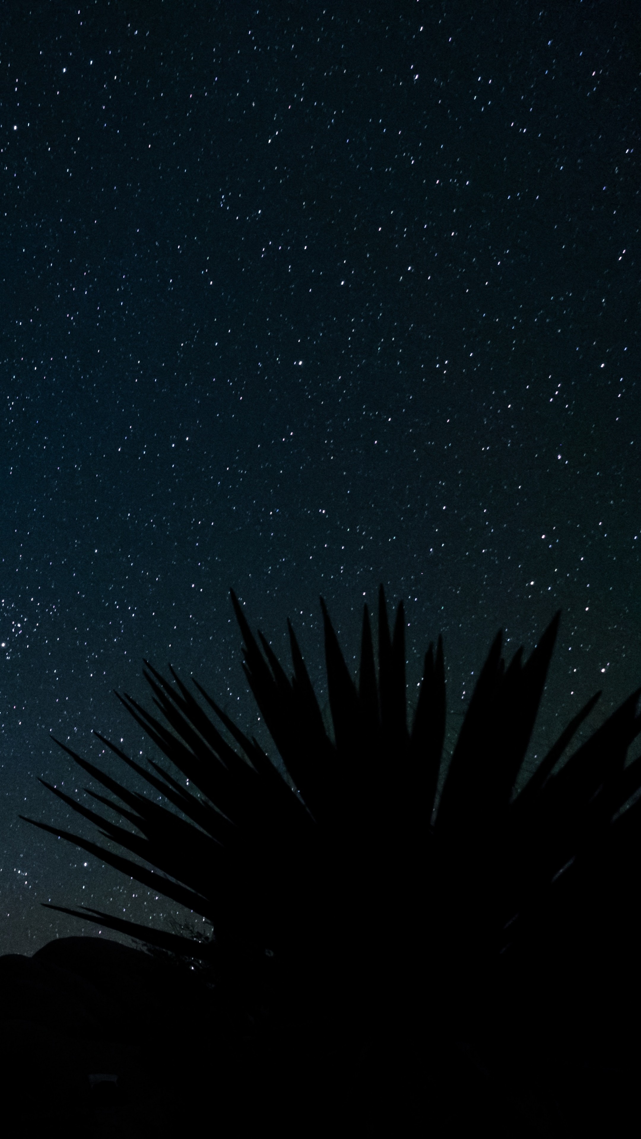 yucca plant silhouette, starry night sky, desert night landscape, 4K Phone wallpaper