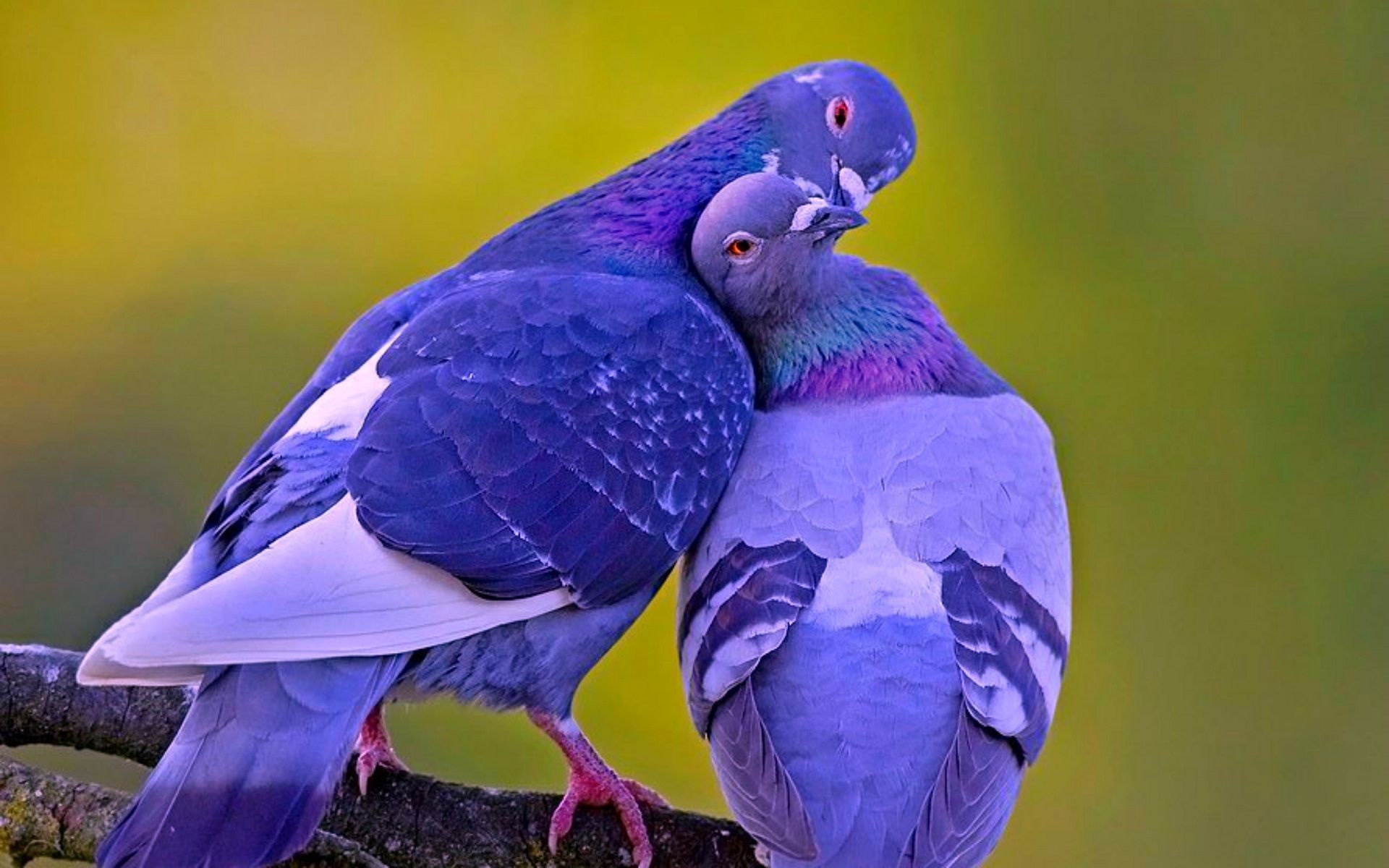 Love birds desktop wallpapers, Romantic aesthetics, Avian inspiration, Natural beauty, 1920x1200 HD Desktop