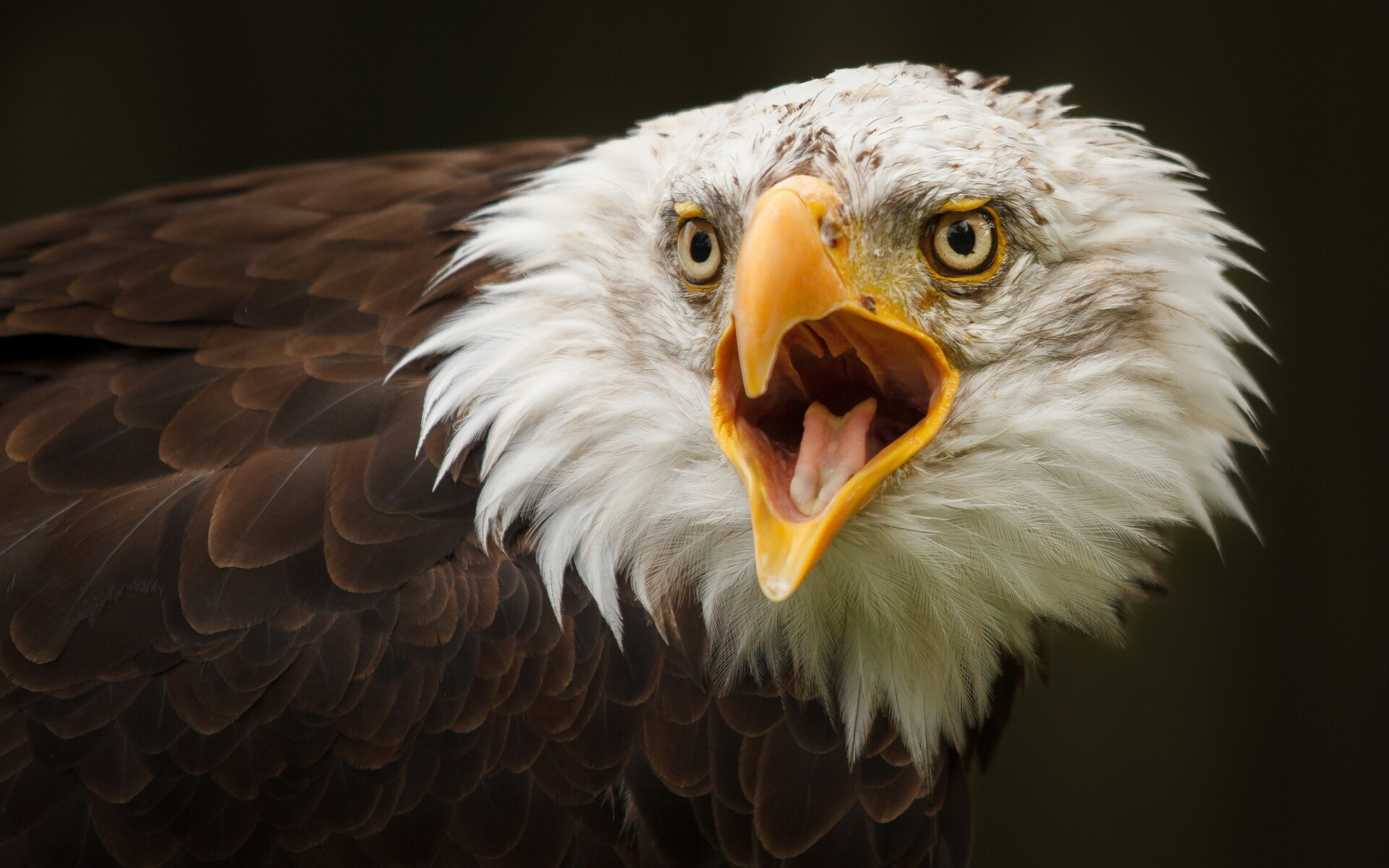 Feathered beauty, Striking eagle pose, Stunning bird of prey, Captivating gaze, 1920x1200 HD Desktop