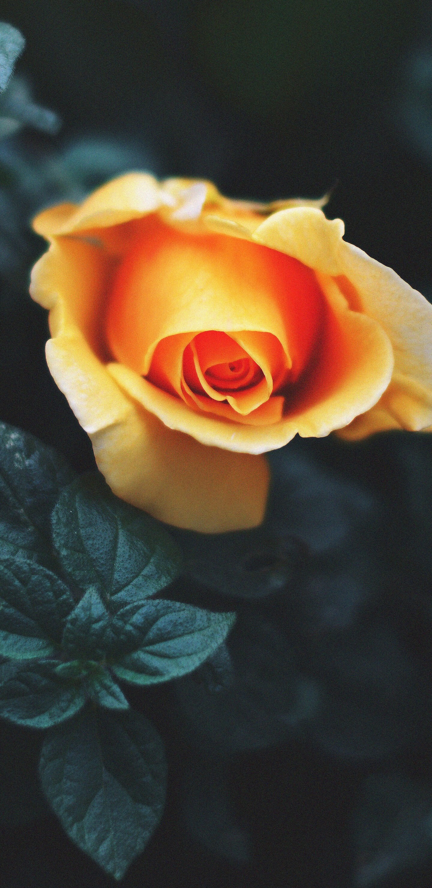 Orange rose, Nature's vibrancy, Striking hue, Bold beauty, 1440x2960 HD Phone