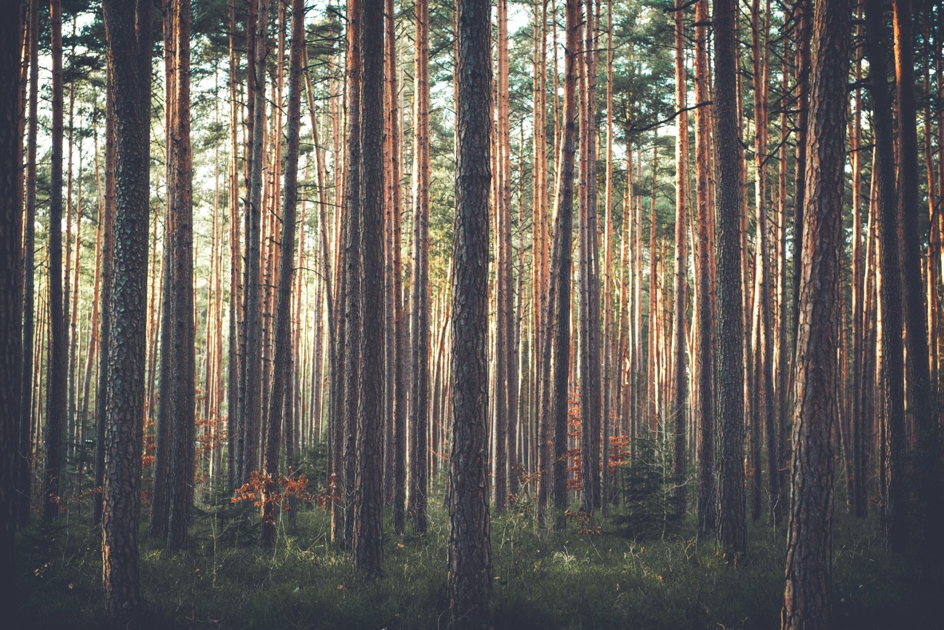 tall pine tree trunks, forest undergrowth and moss, sunlight filtering through trees, HD Desktop wallpaper