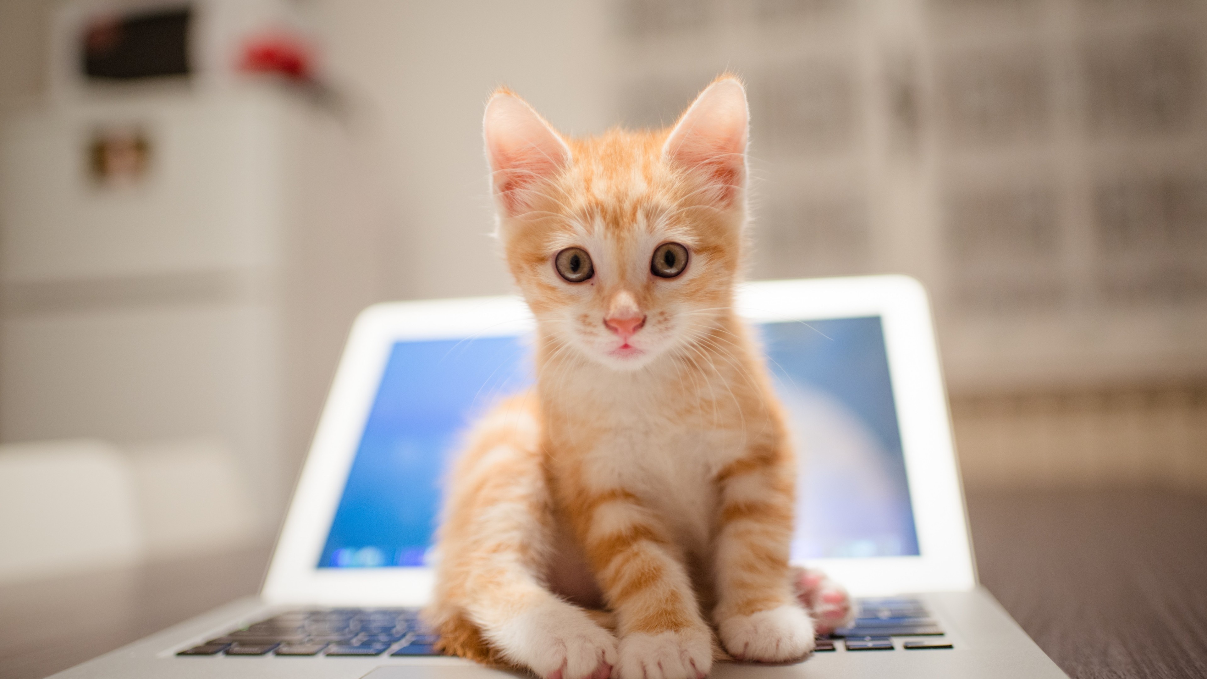 orange tabby kitten, open laptop computer, blurred room interior, 4K Desktop wallpaper