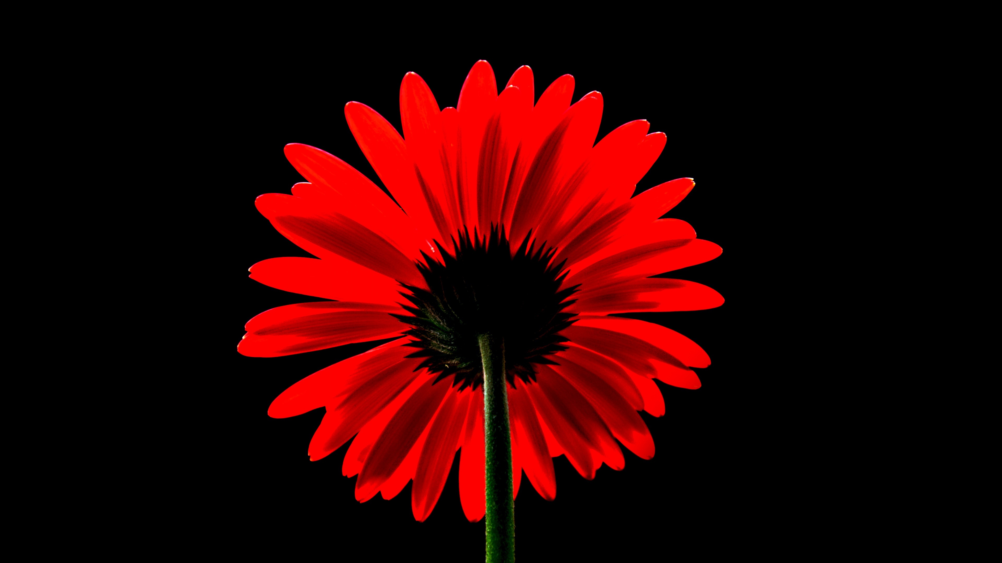 4K UHD wallpapers, Gerbera daisy, Floral beauty, Nature scenes, 3840x2160 4K Desktop