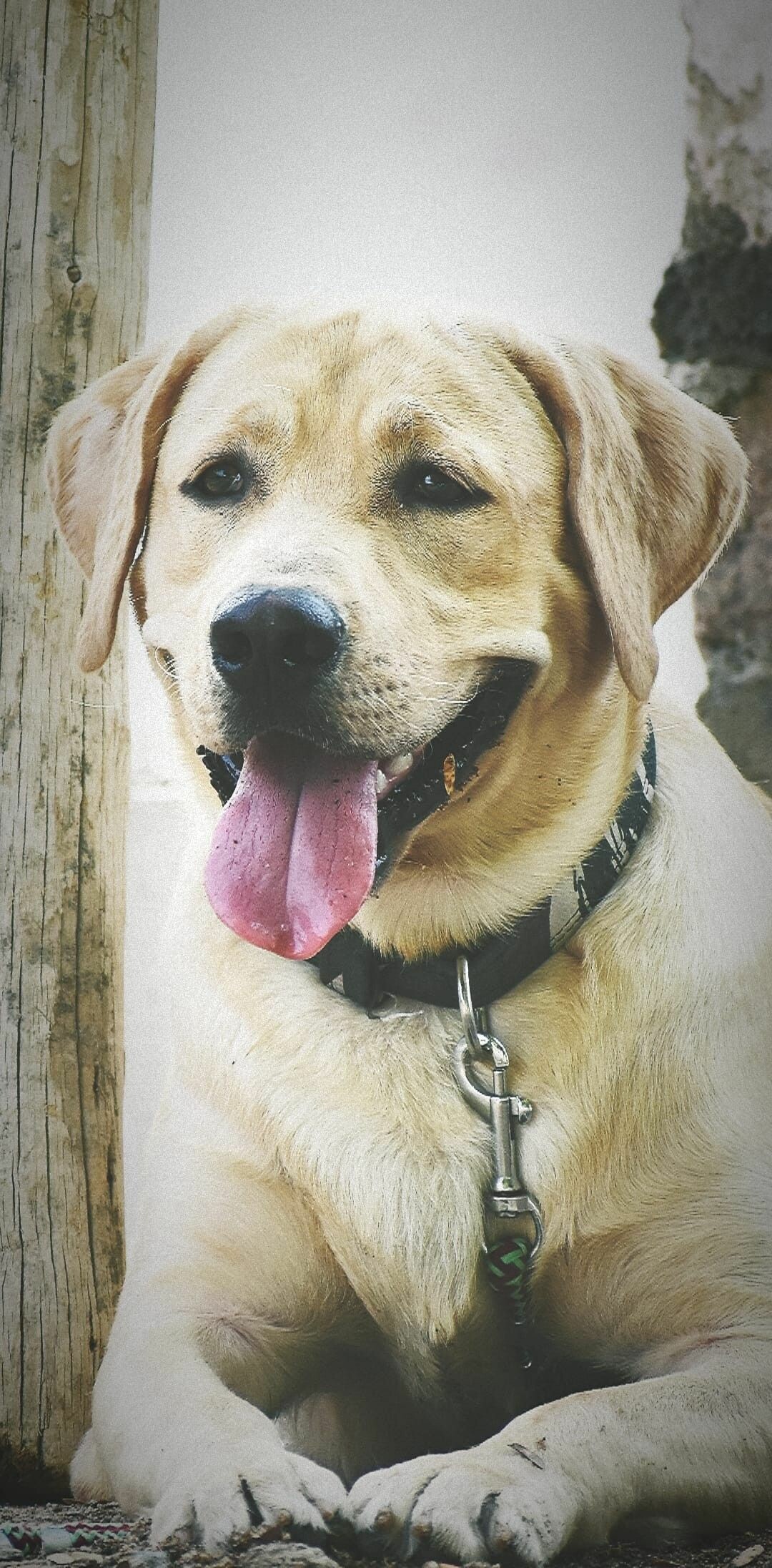 Labrador Retriever, Lovable companion, Classic breed, Perfect wallpaper, 1080x2200 HD Phone