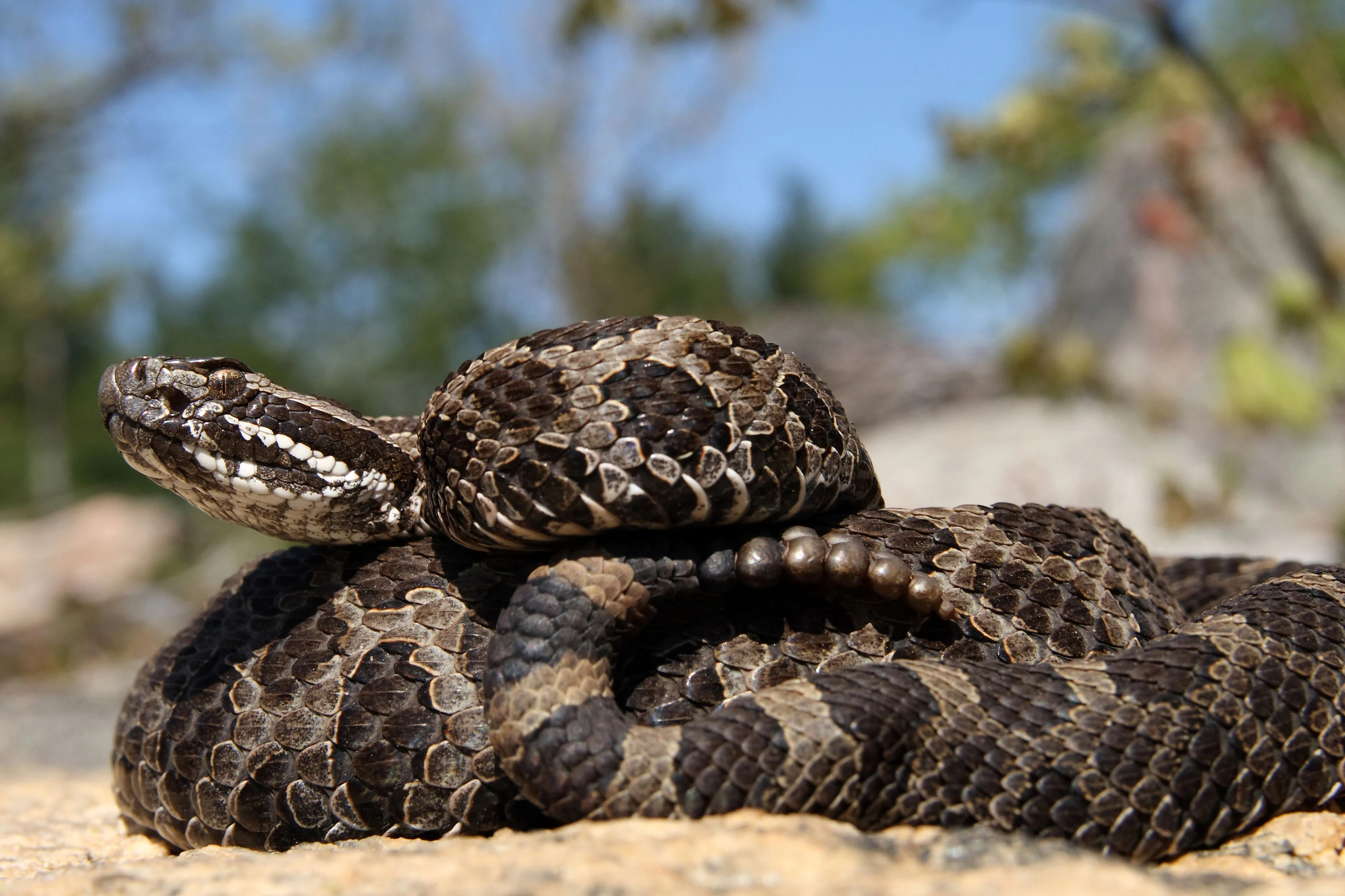 Rattlesnake encounter, Thrilling adventure, Close proximity, Heart-pounding moment, 3000x2000 HD Desktop